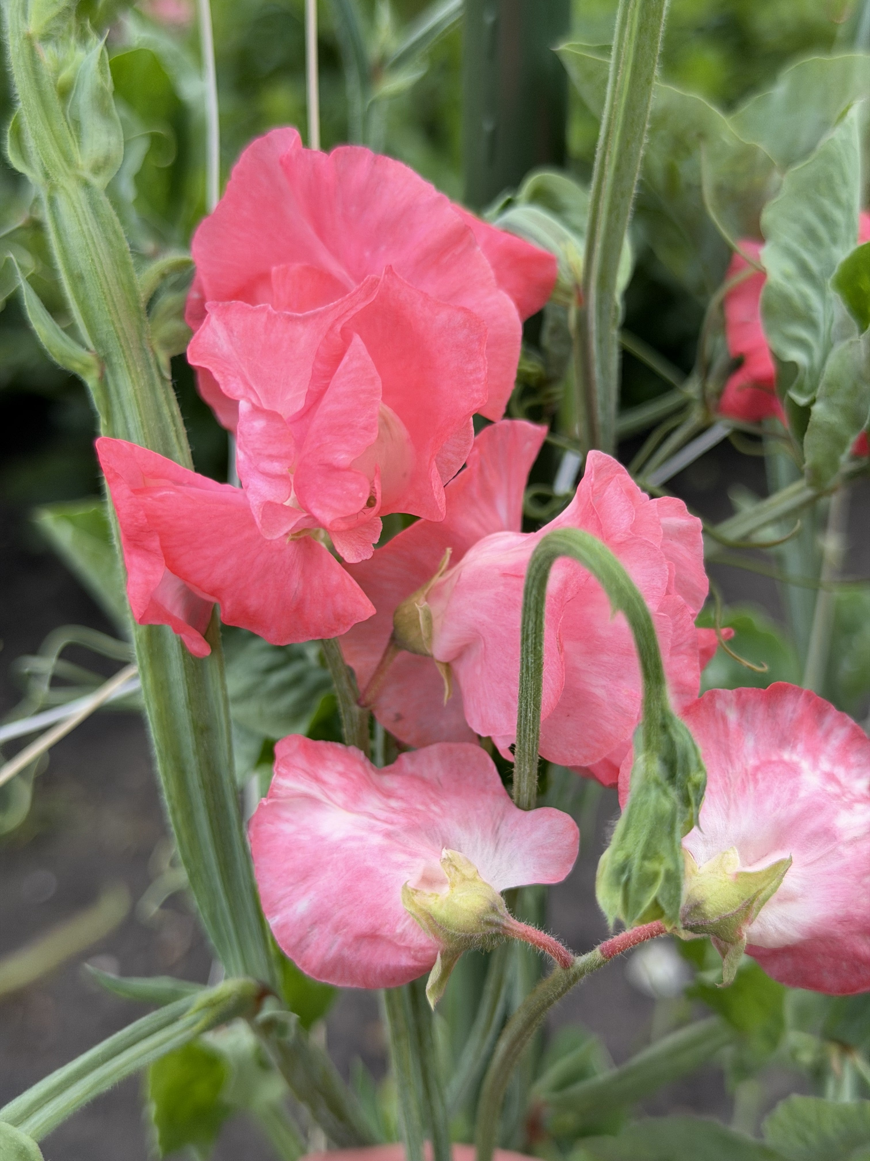 Sweet Pea Leominster Boy - FluffyFlower