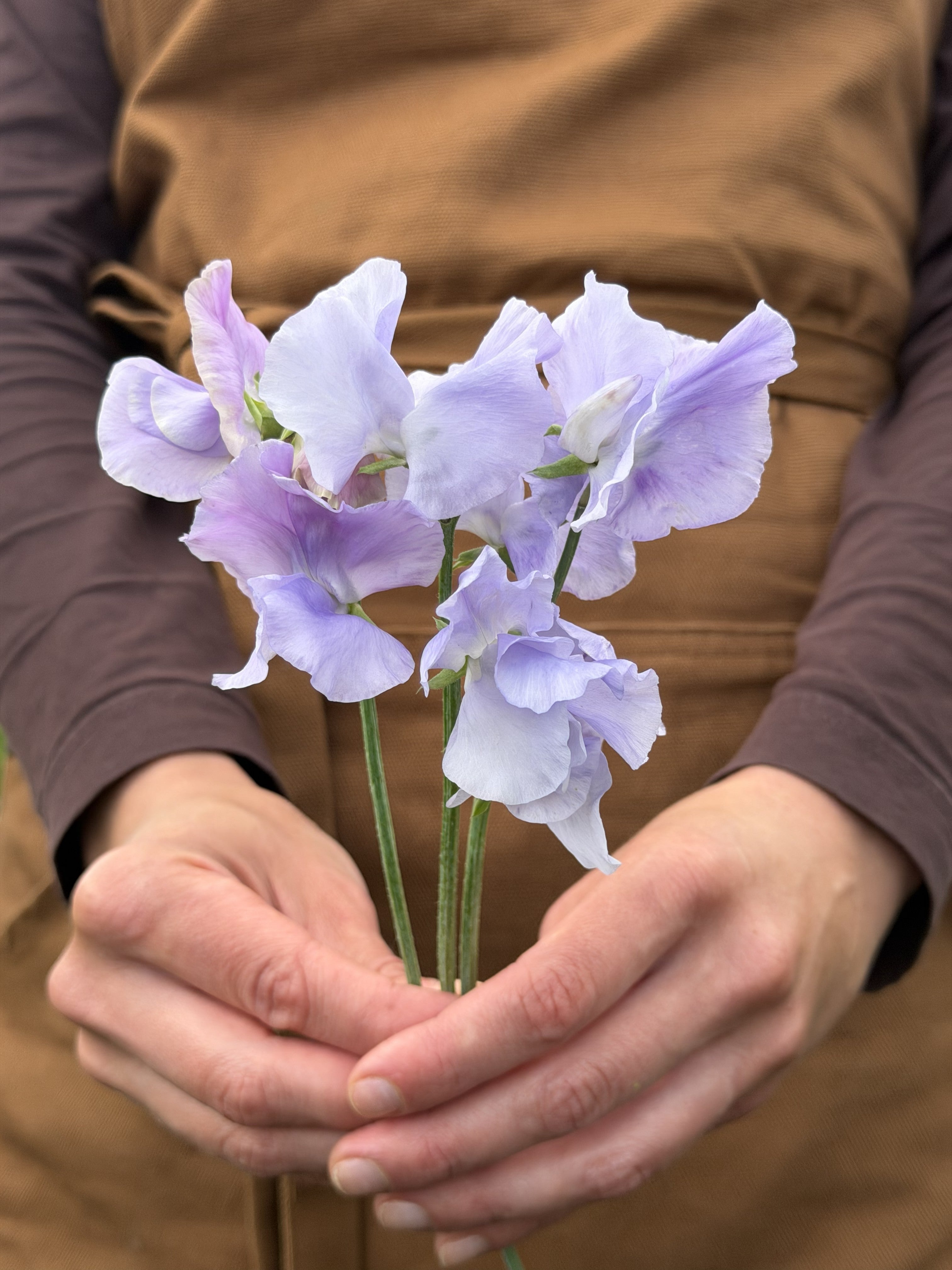 Sweet Pea Bristol - FluffyFlower