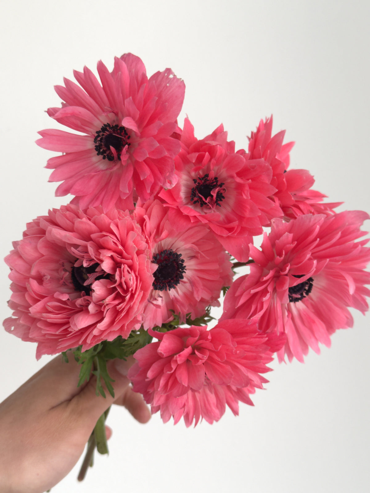 Anemone Ranunculus Ranunculus & Anemones