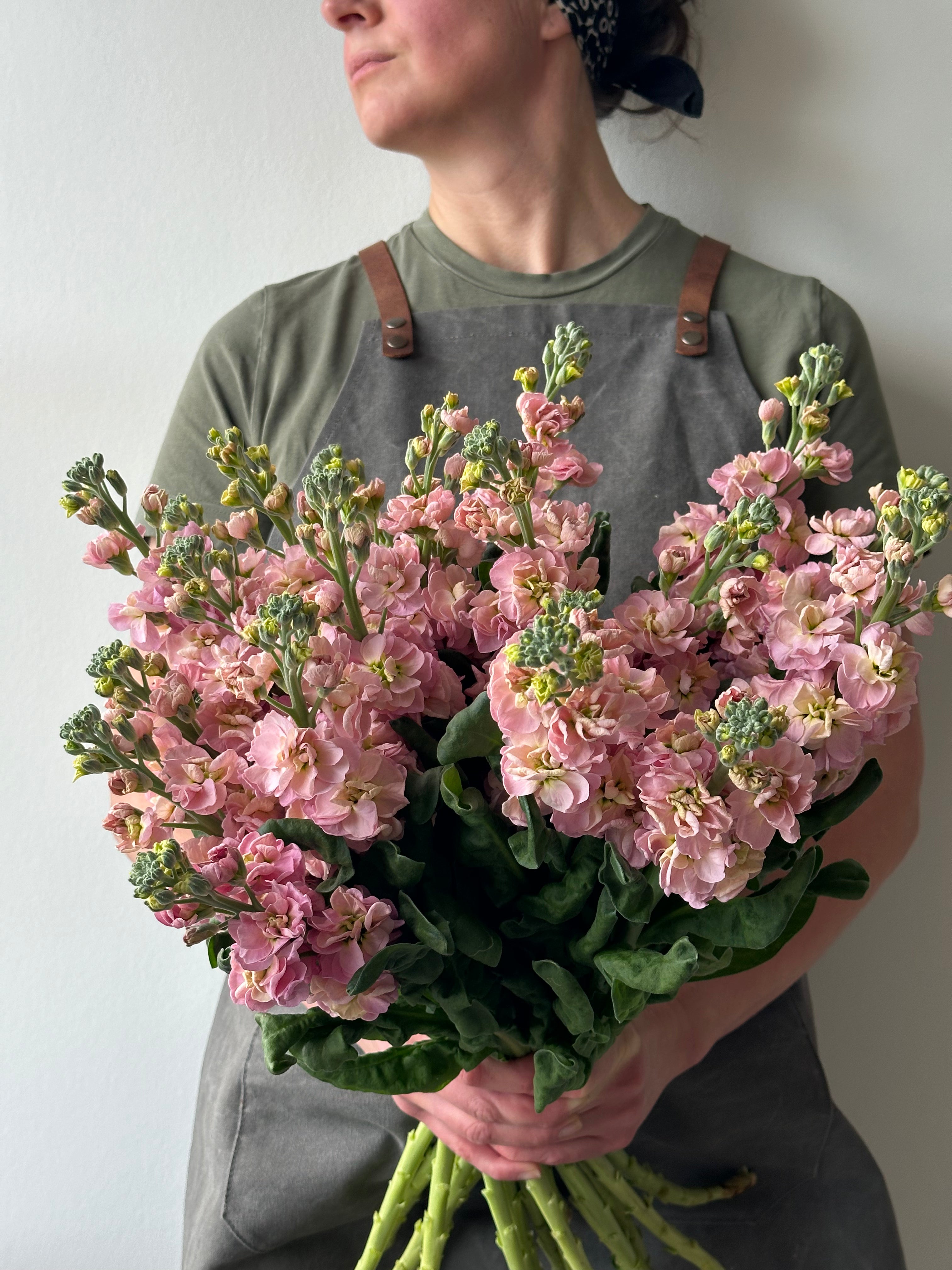 Matthiola StoX Champagne