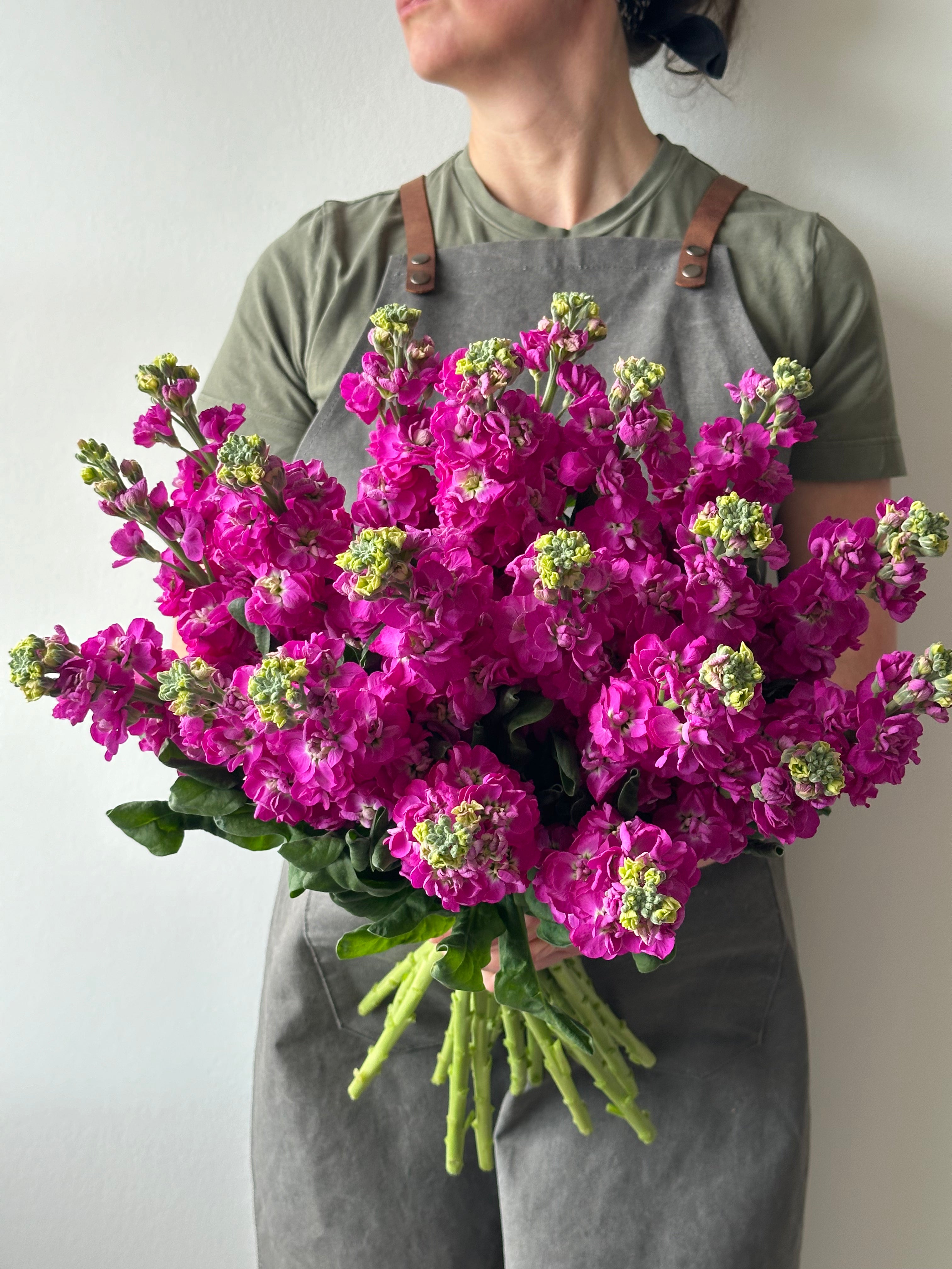 Matthiola StoX Deep Rose