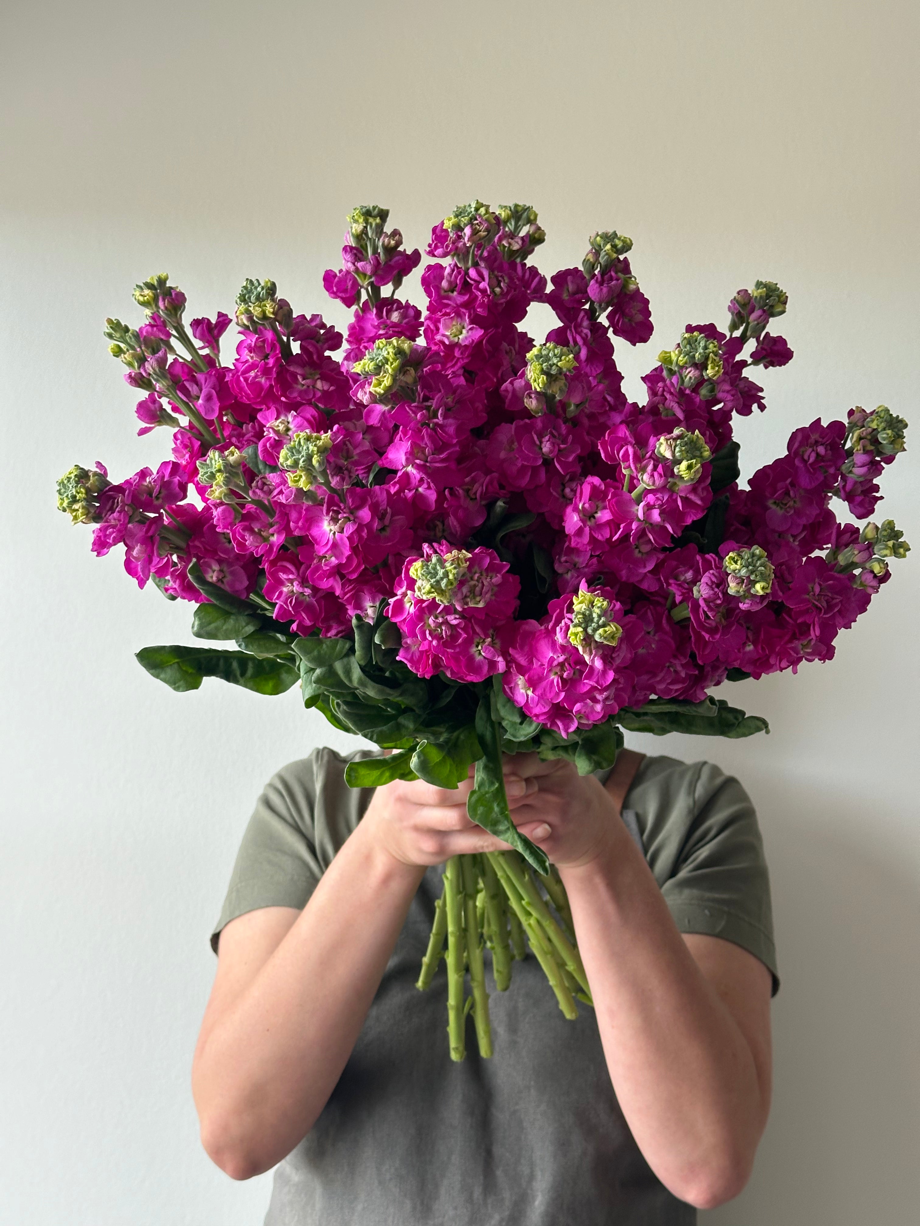 Matthiola StoX Deep Rose