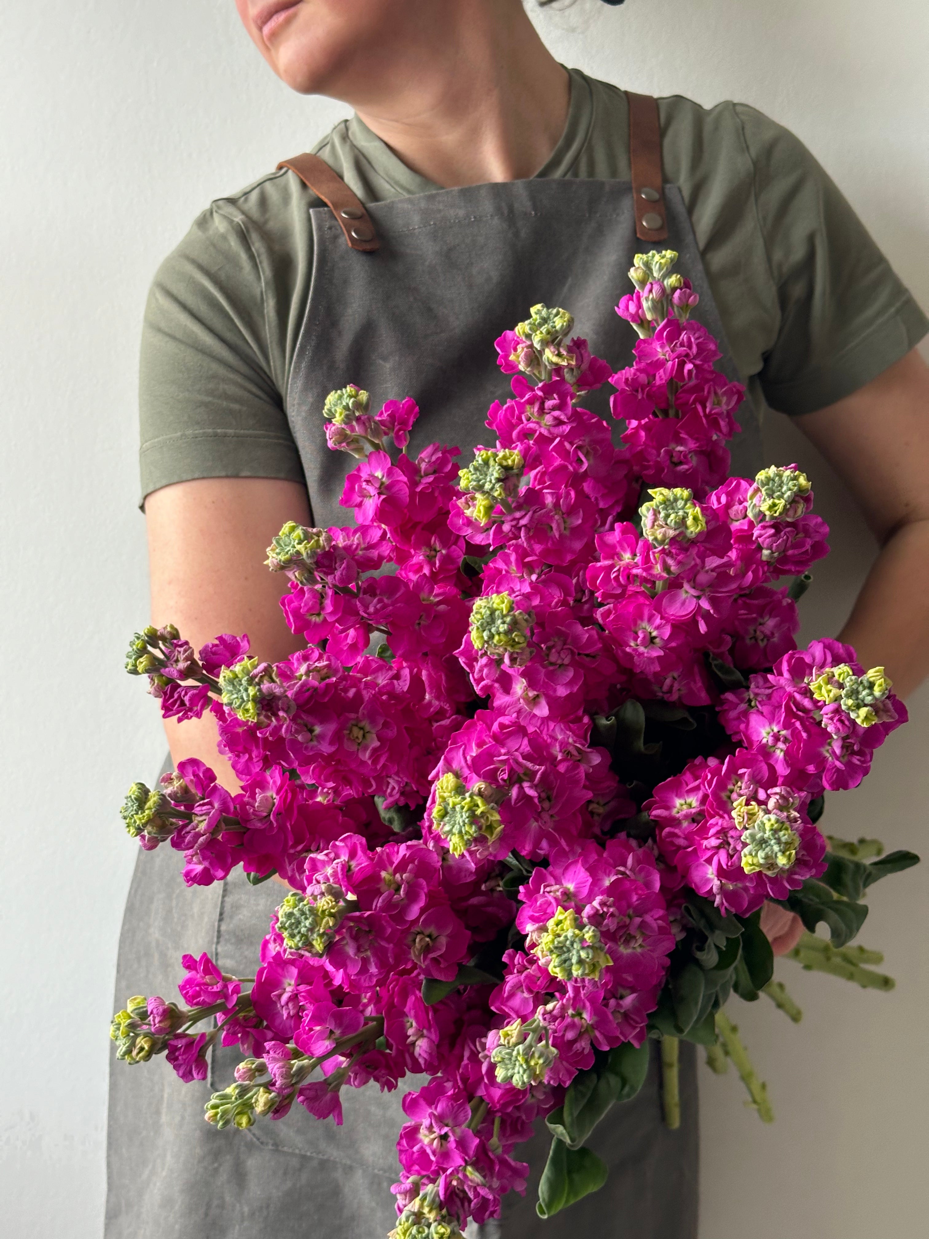 Matthiola StoX Deep Rose