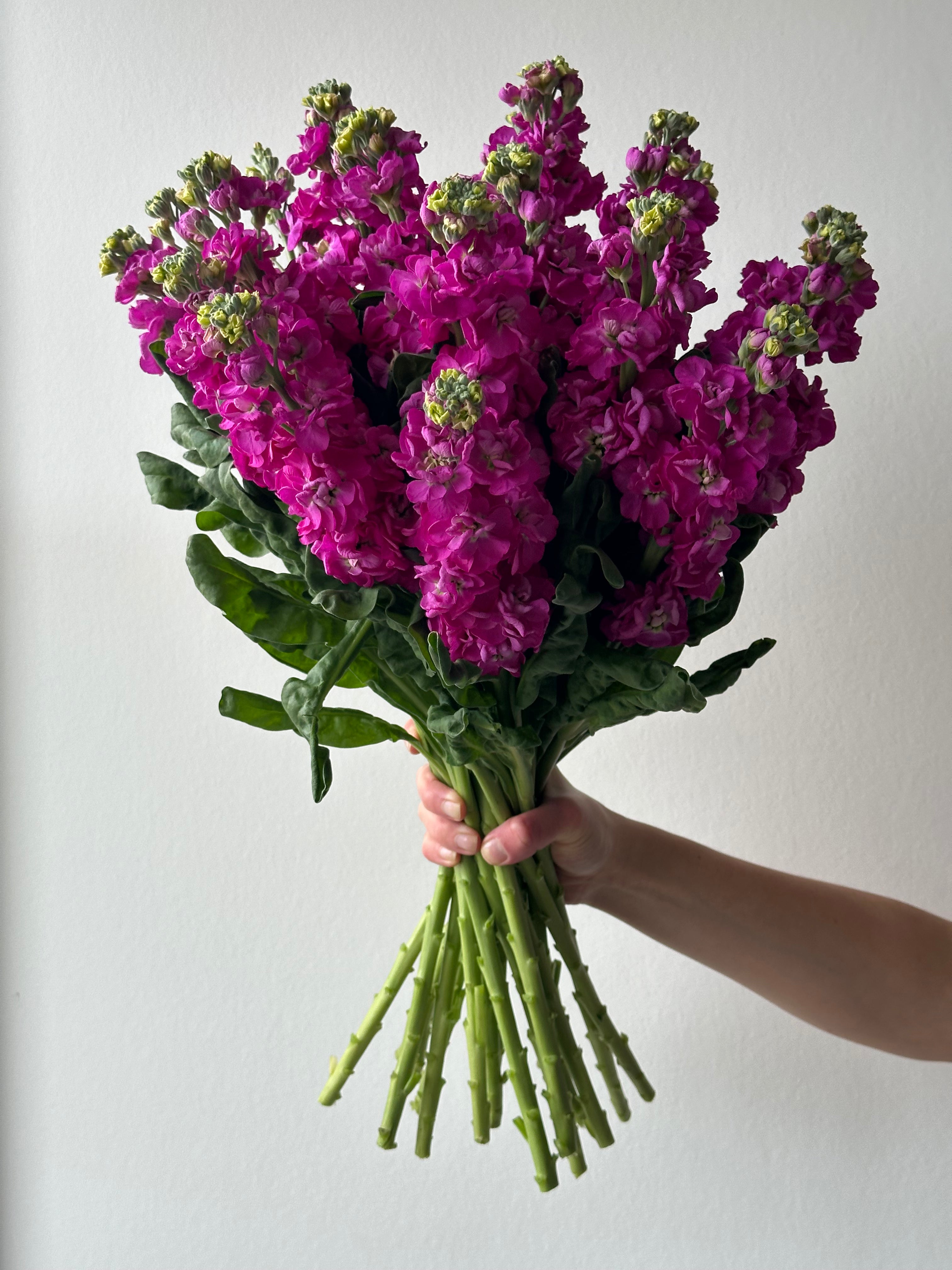 Matthiola StoX Deep Rose