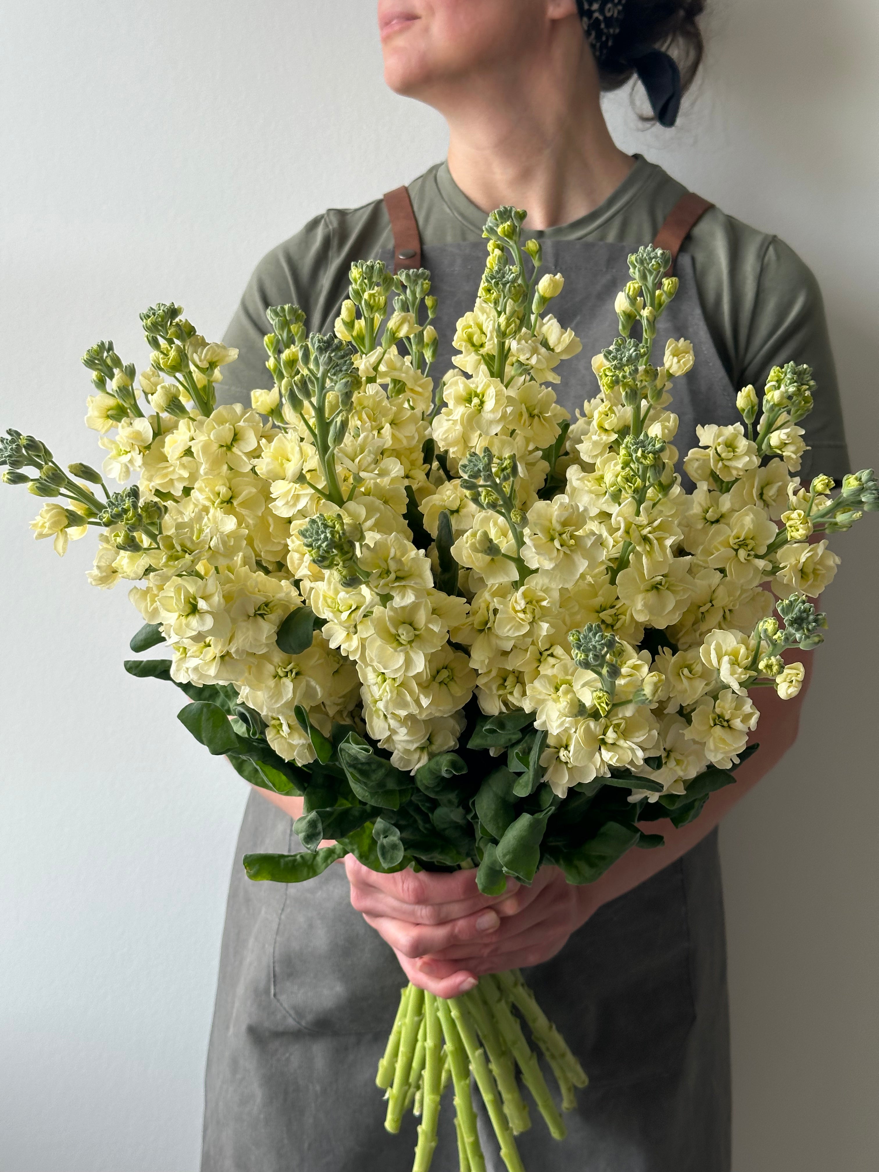 Matthiola StoX Yellow