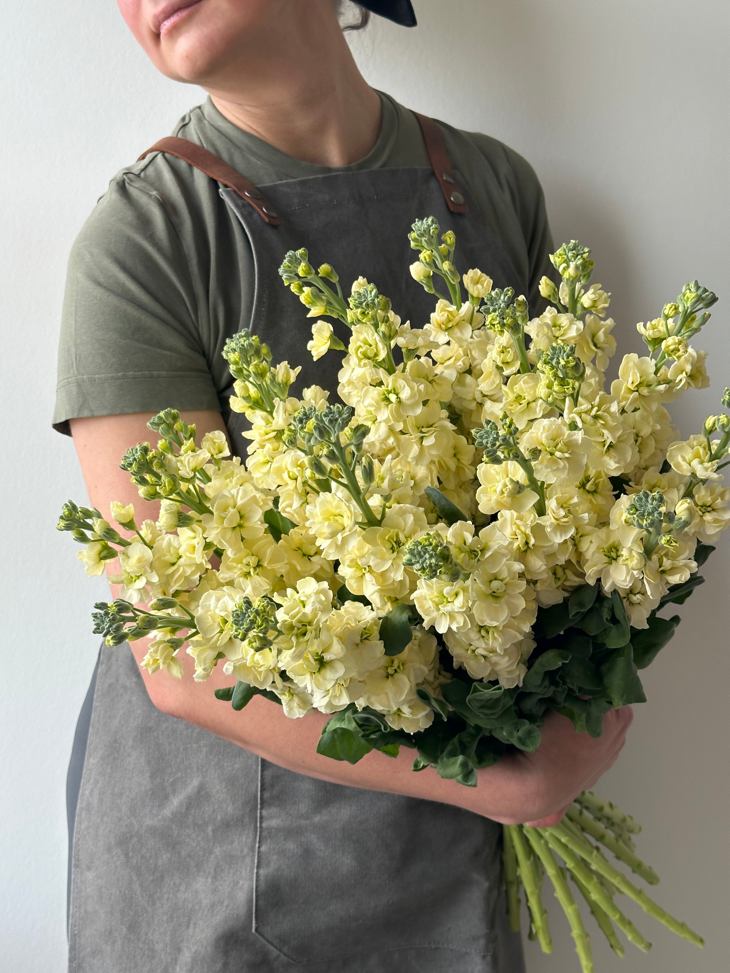 Matthiola StoX Yellow