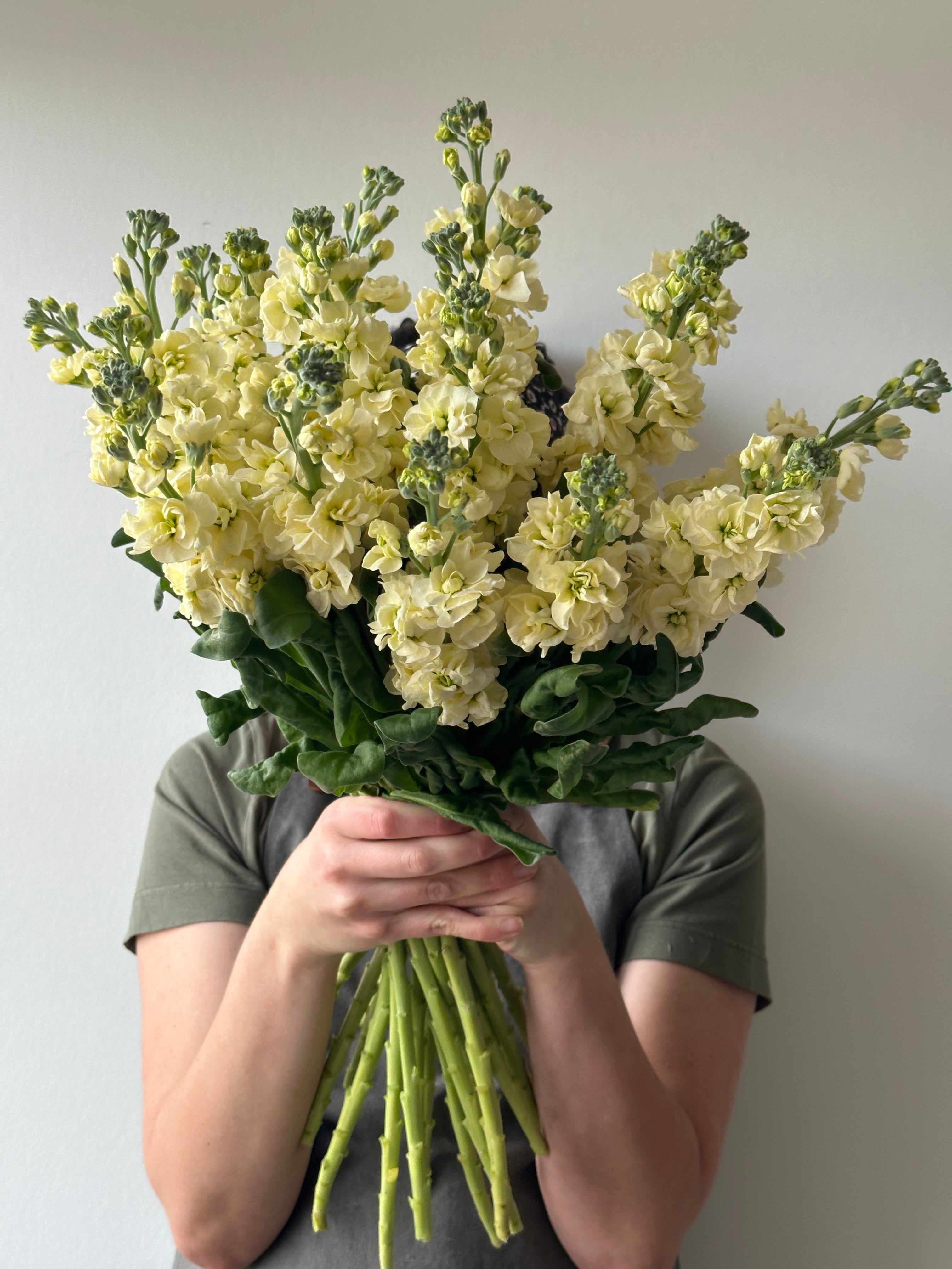 Matthiola StoX Yellow