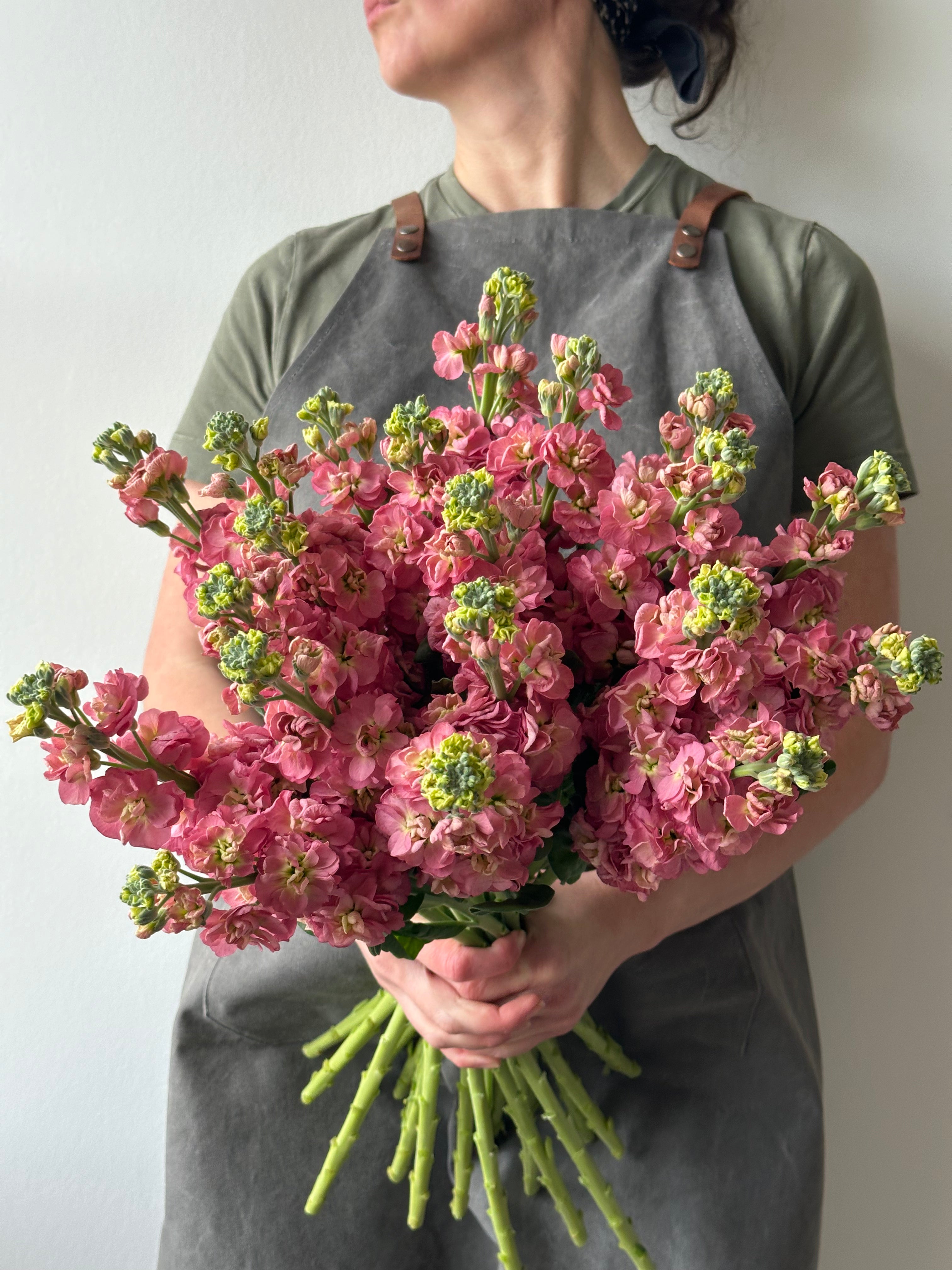 Matthiola StoX Antique Rose