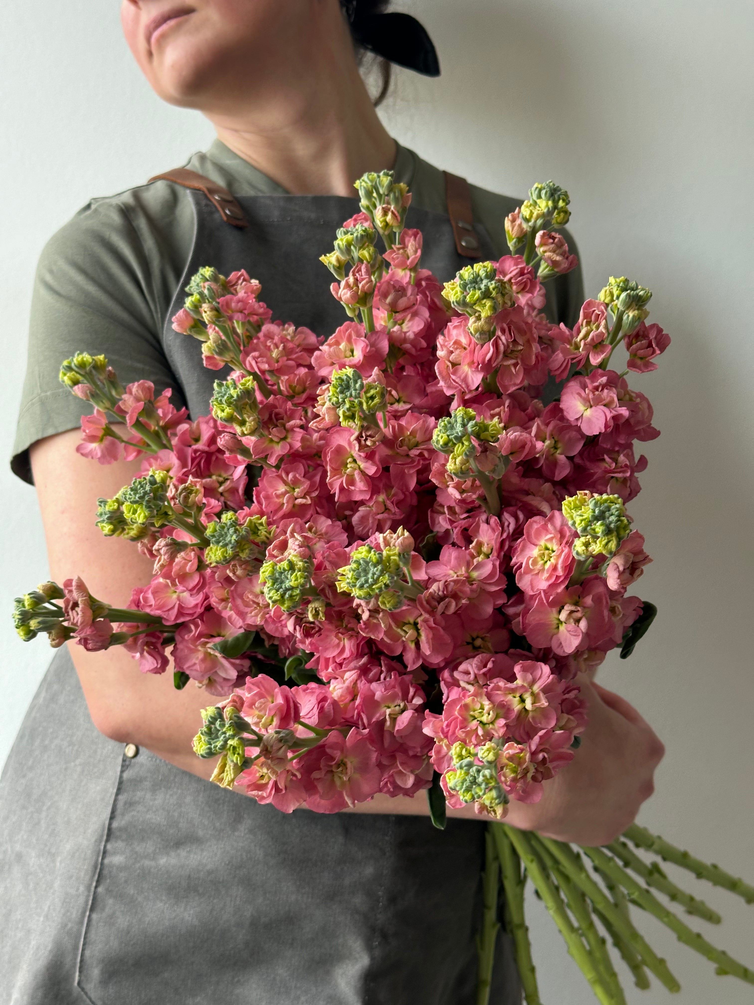 Matthiola StoX Antique Rose