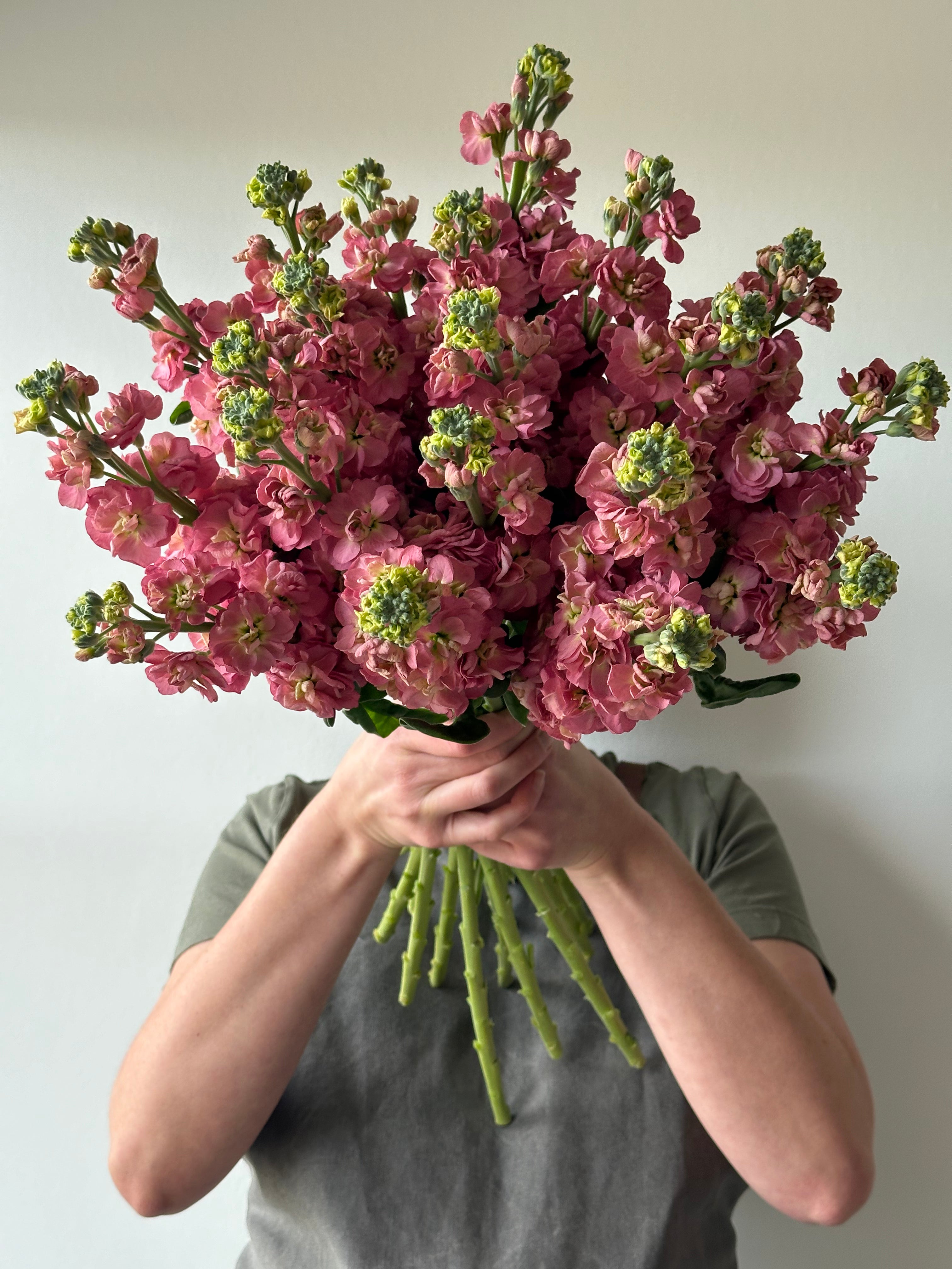 Matthiola StoX Antique Rose