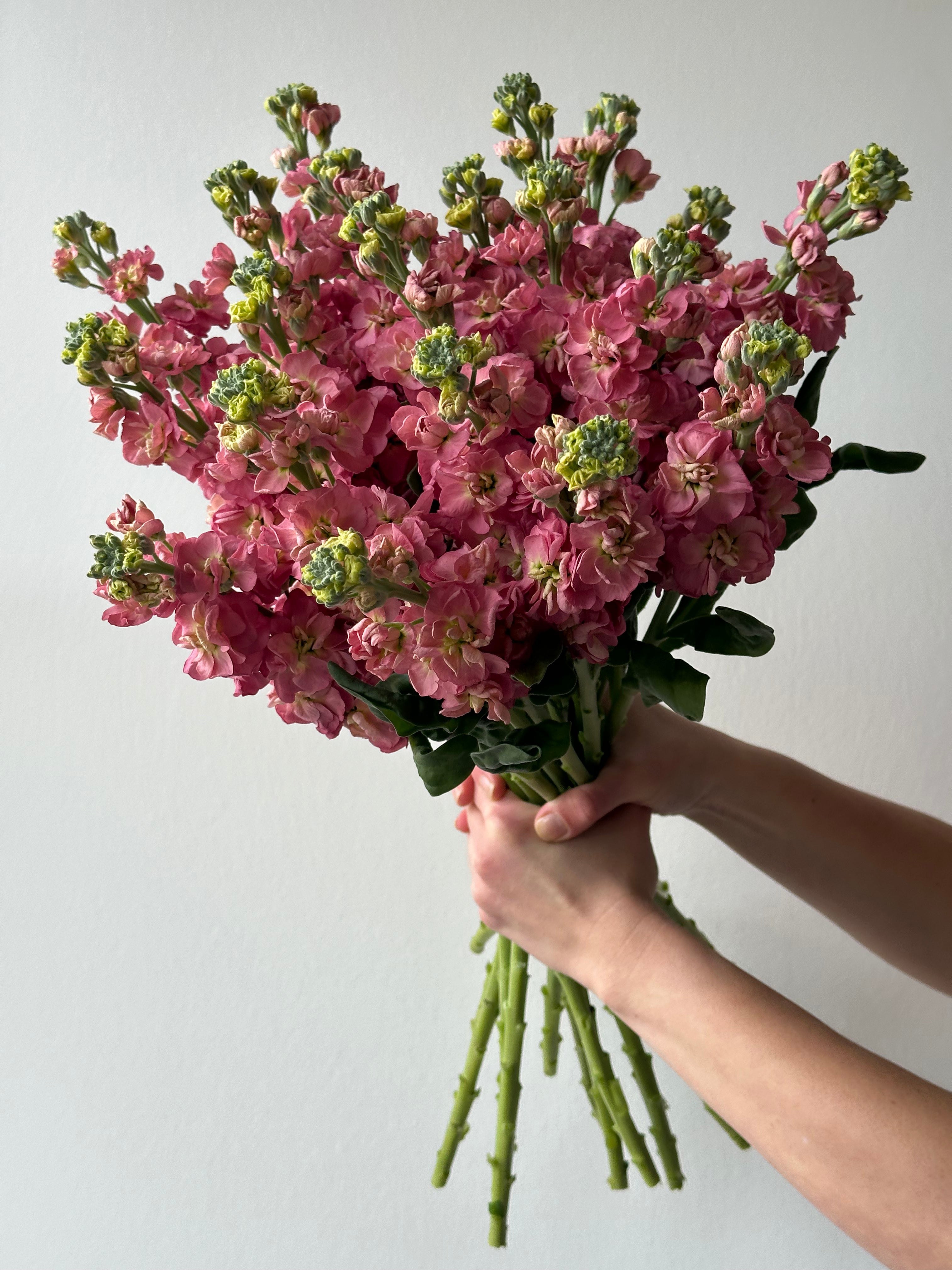 Matthiola StoX Antique Rose