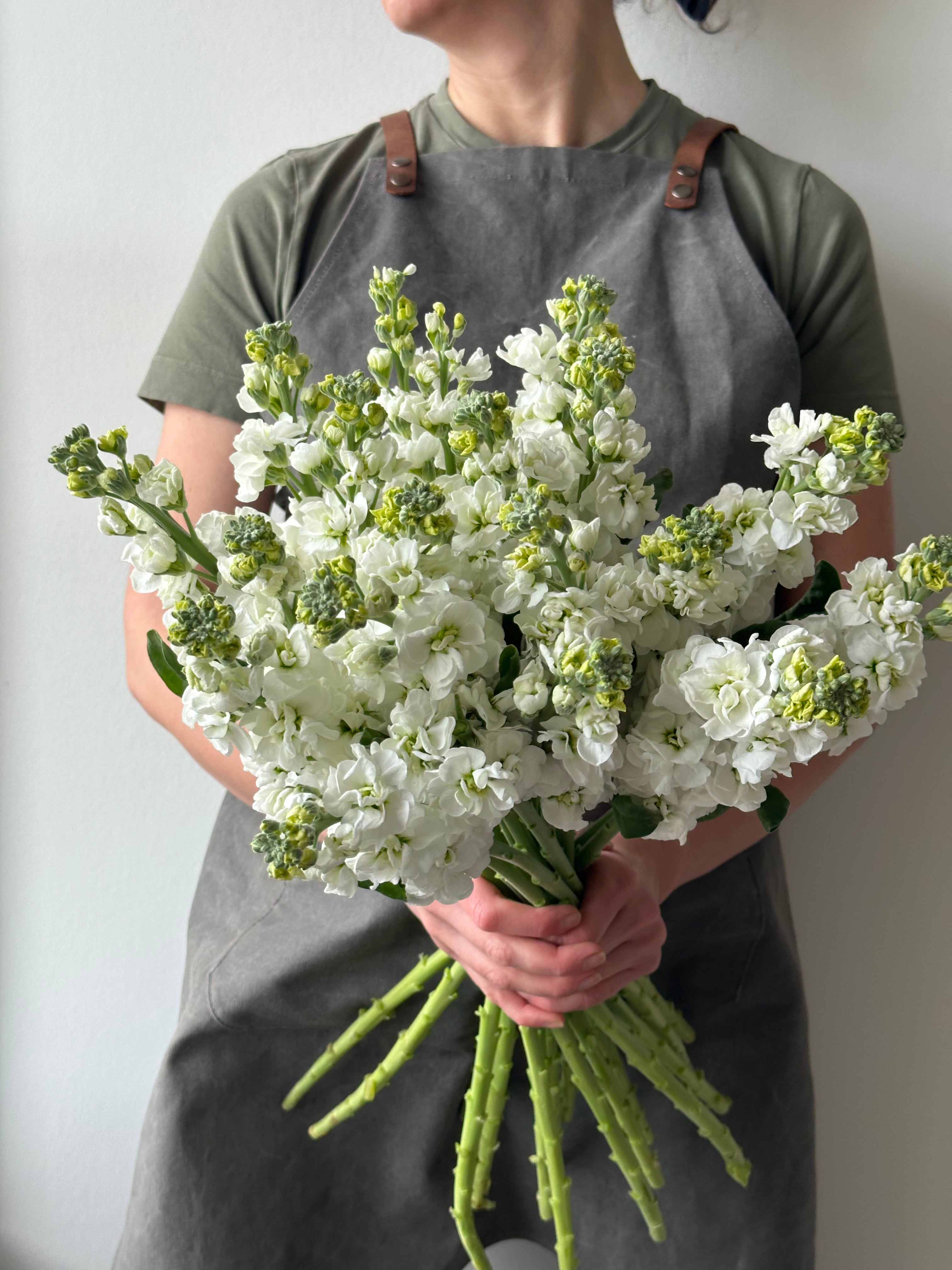 Matthiola StoX White