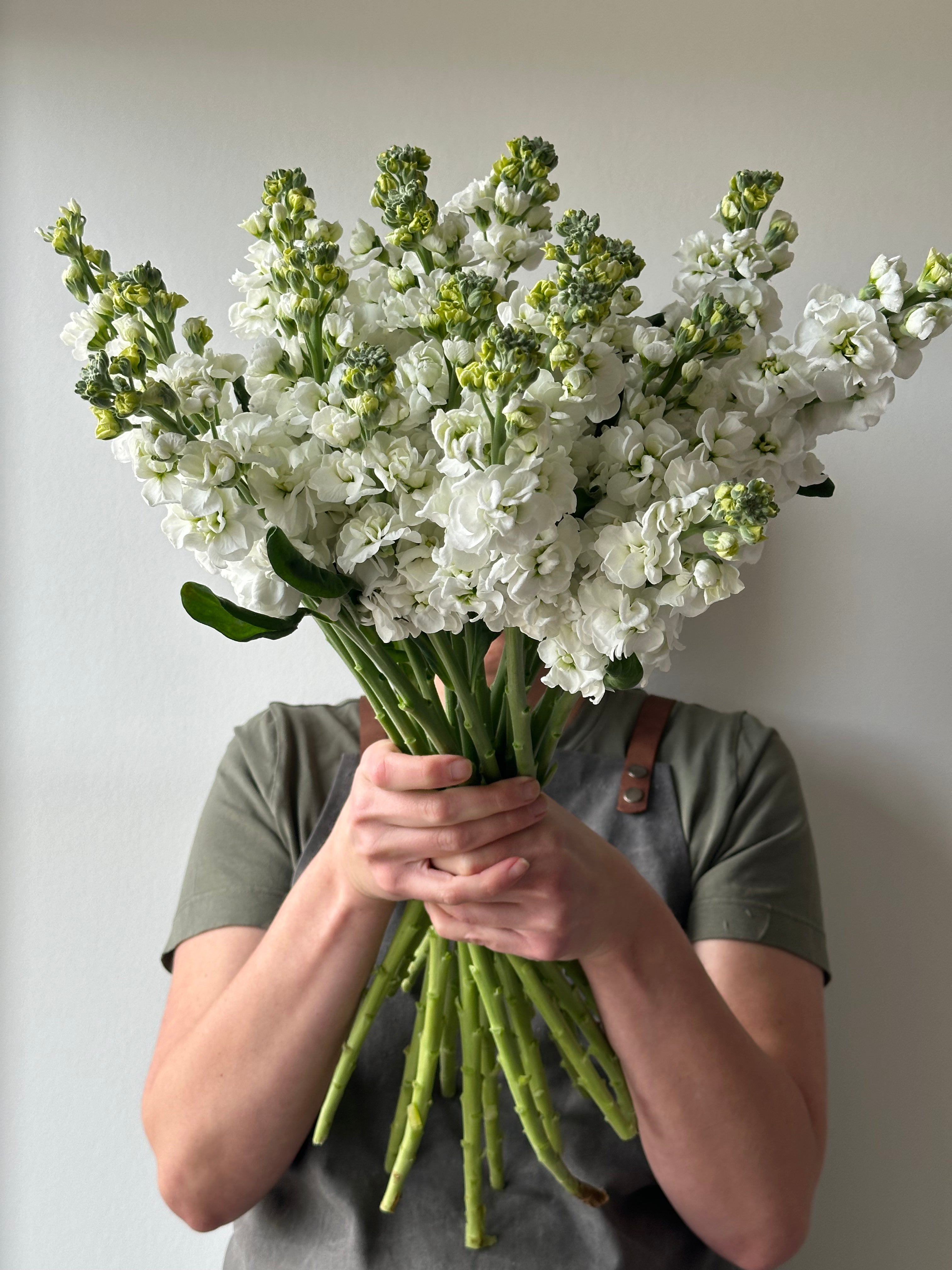 Matthiola StoX White