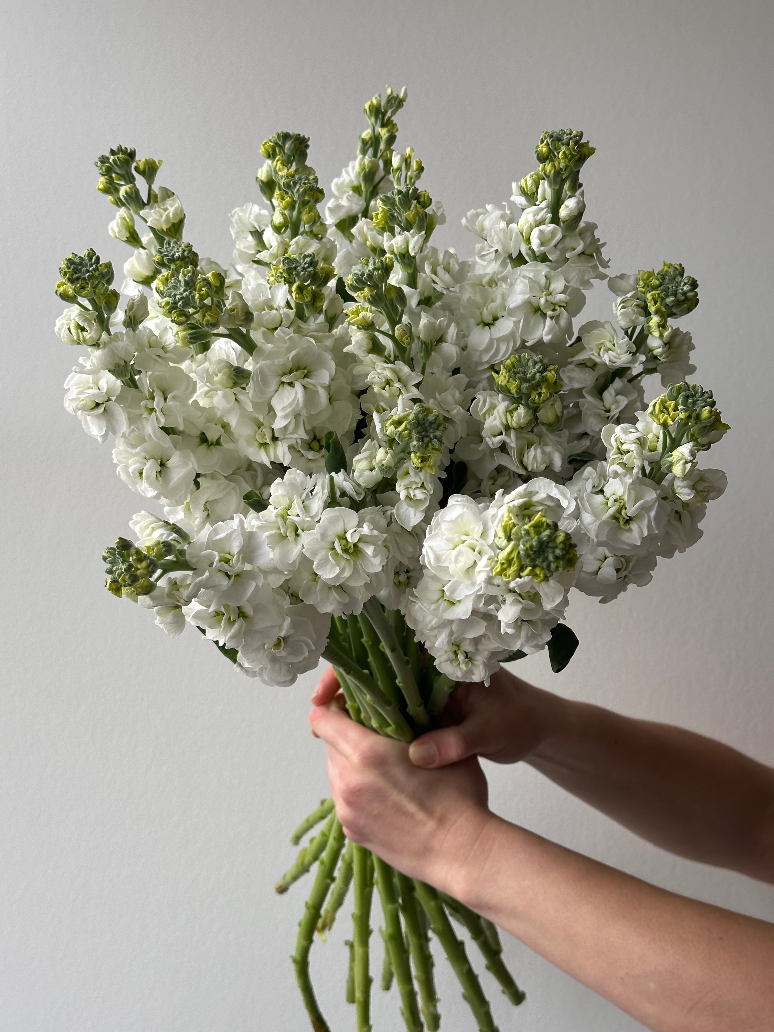 Matthiola StoX White