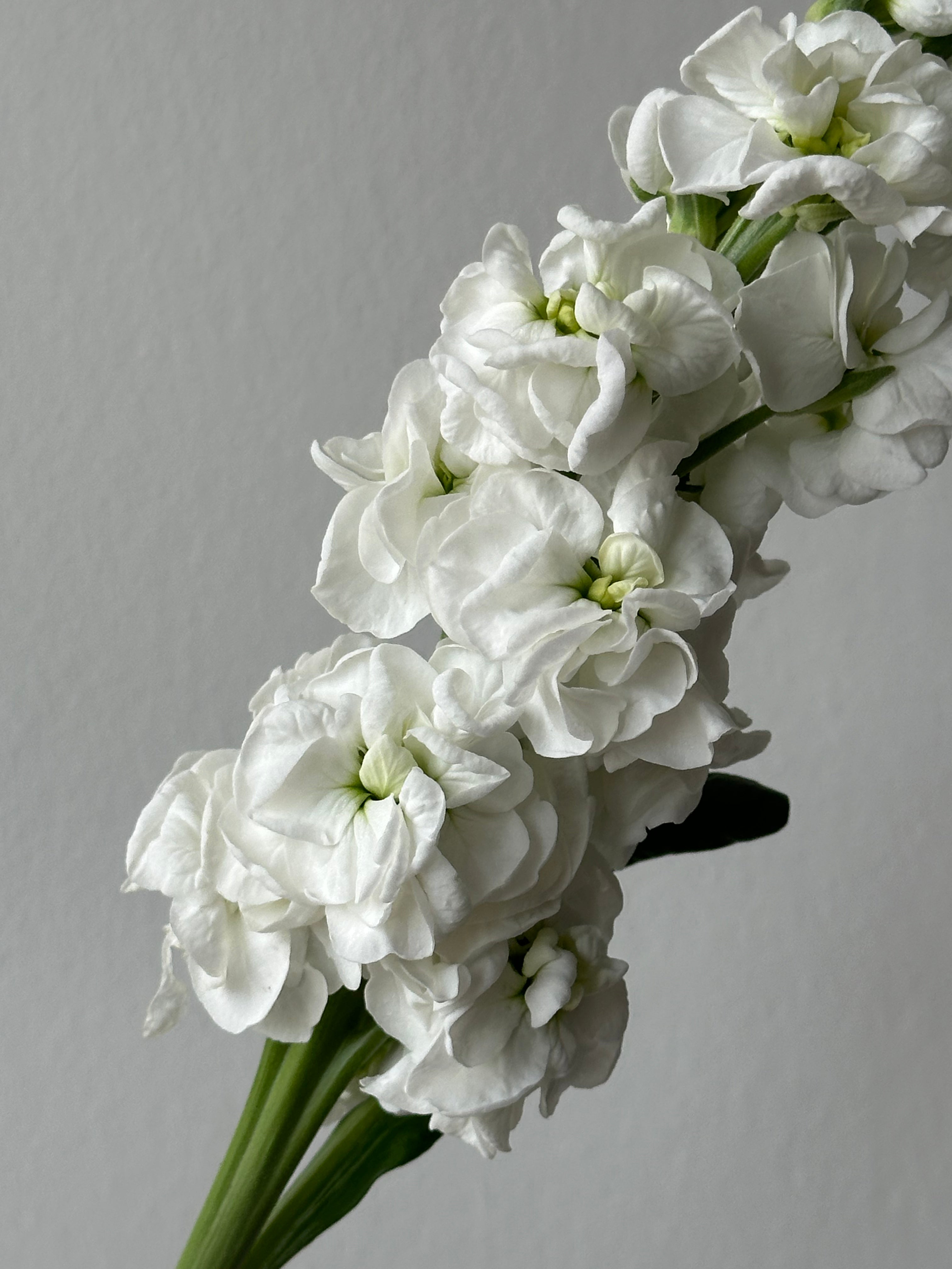 Matthiola StoX White