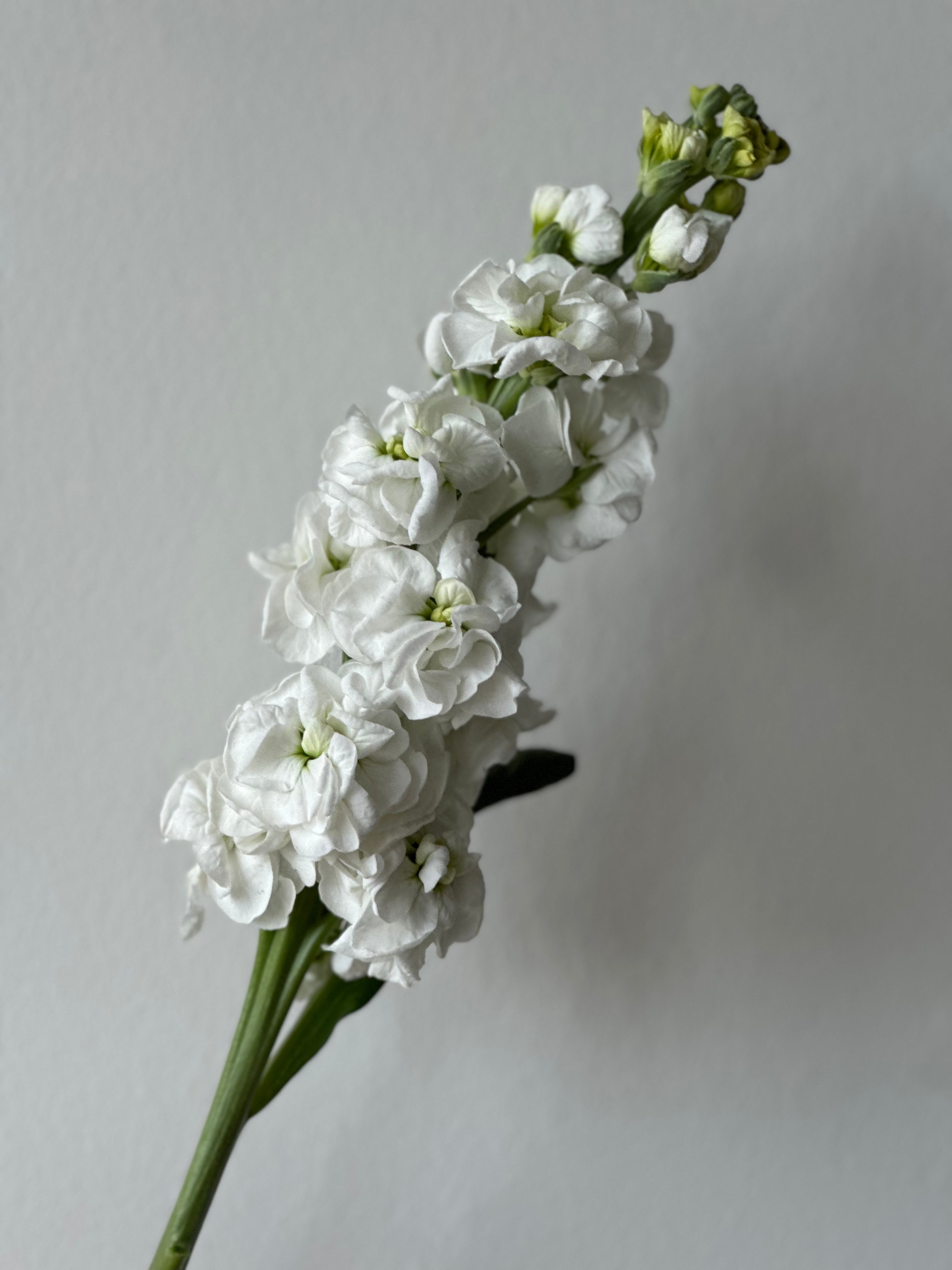 Matthiola StoX White