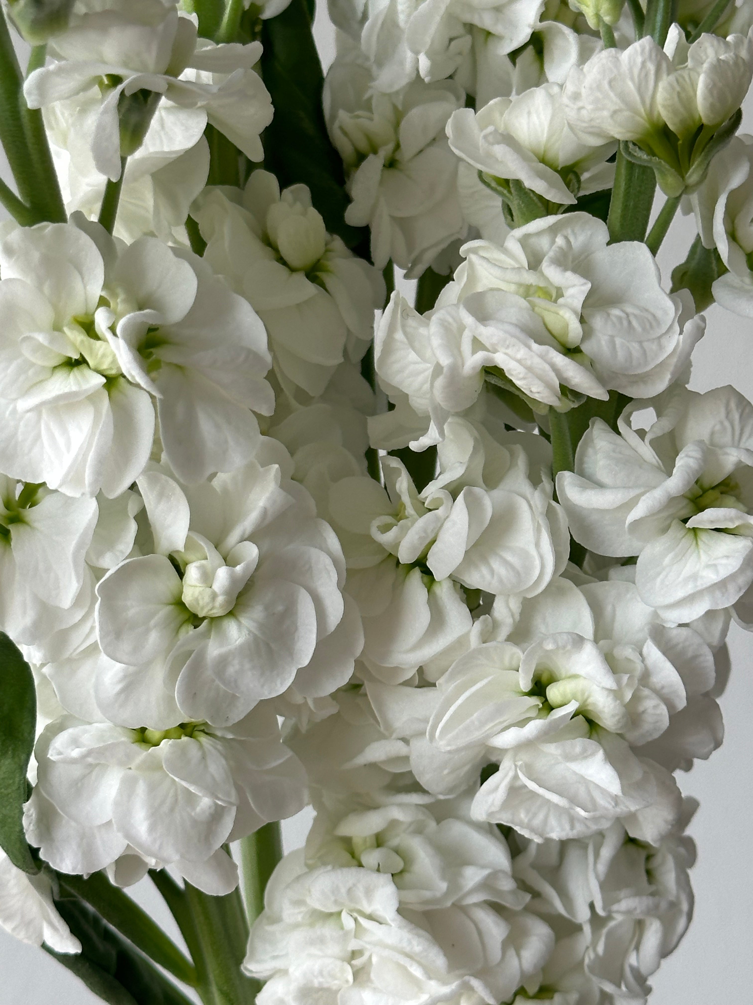 Matthiola StoX White