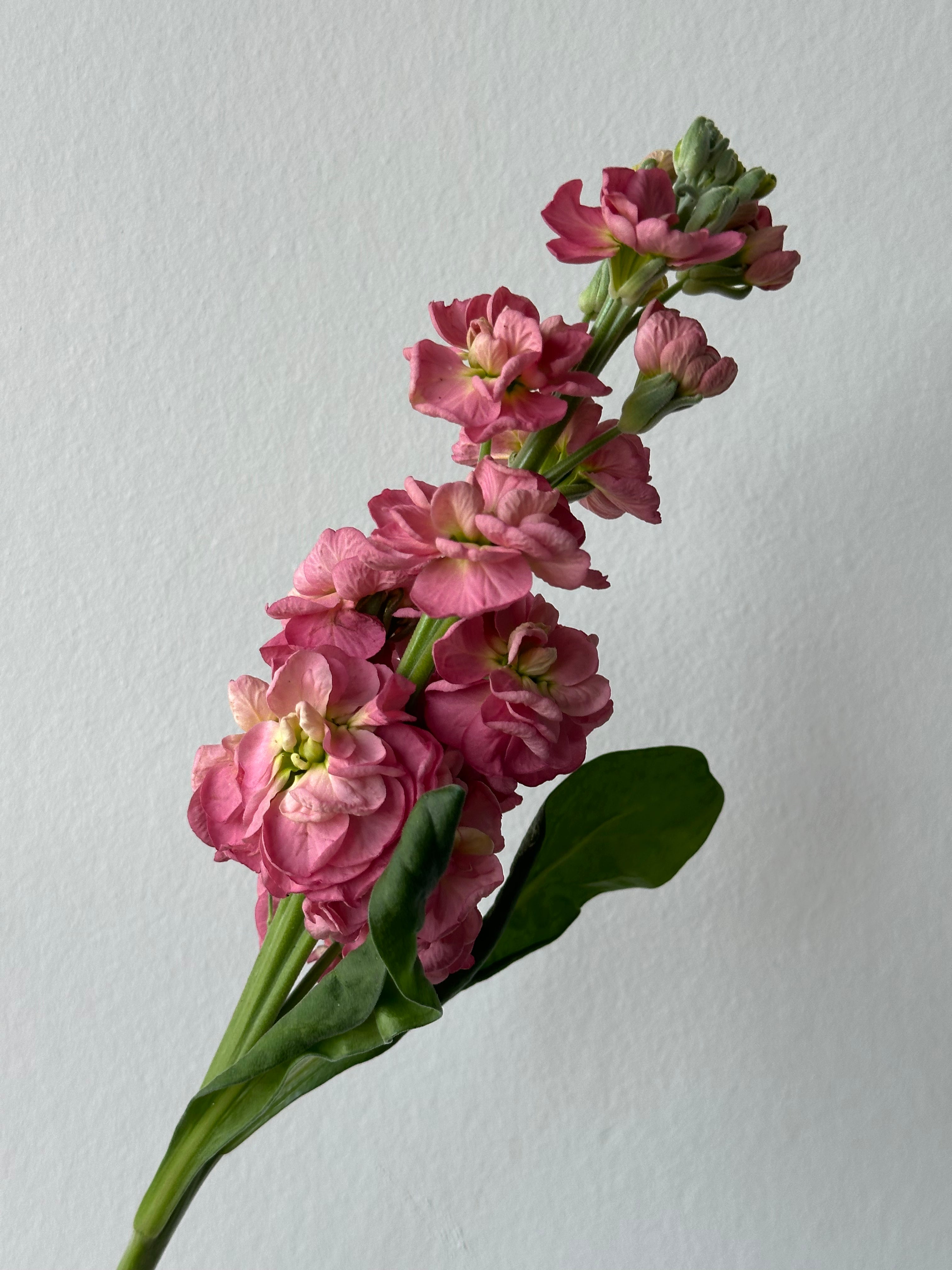 Matthiola StoX Antique Rose