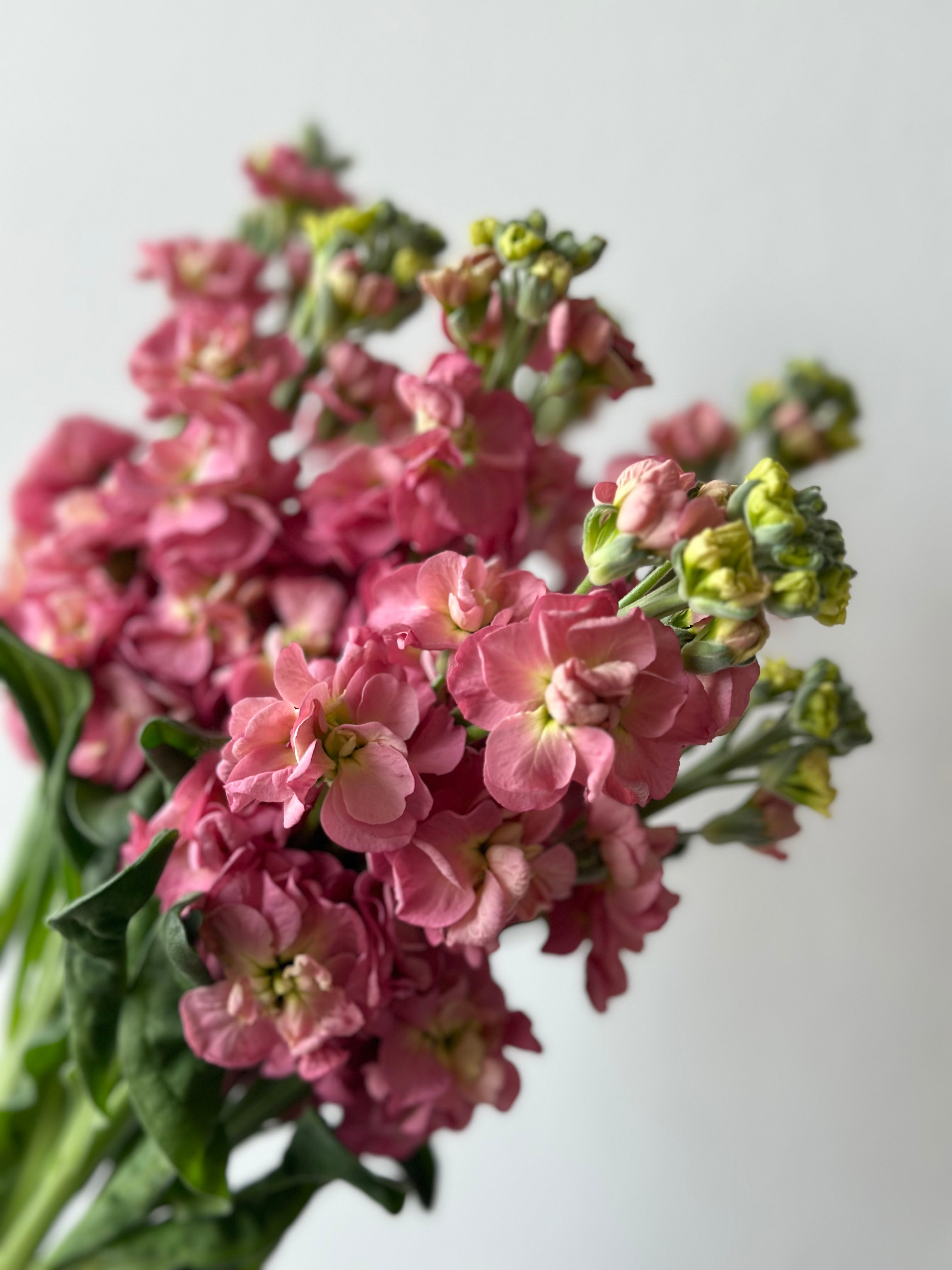 Matthiola StoX Antique Rose