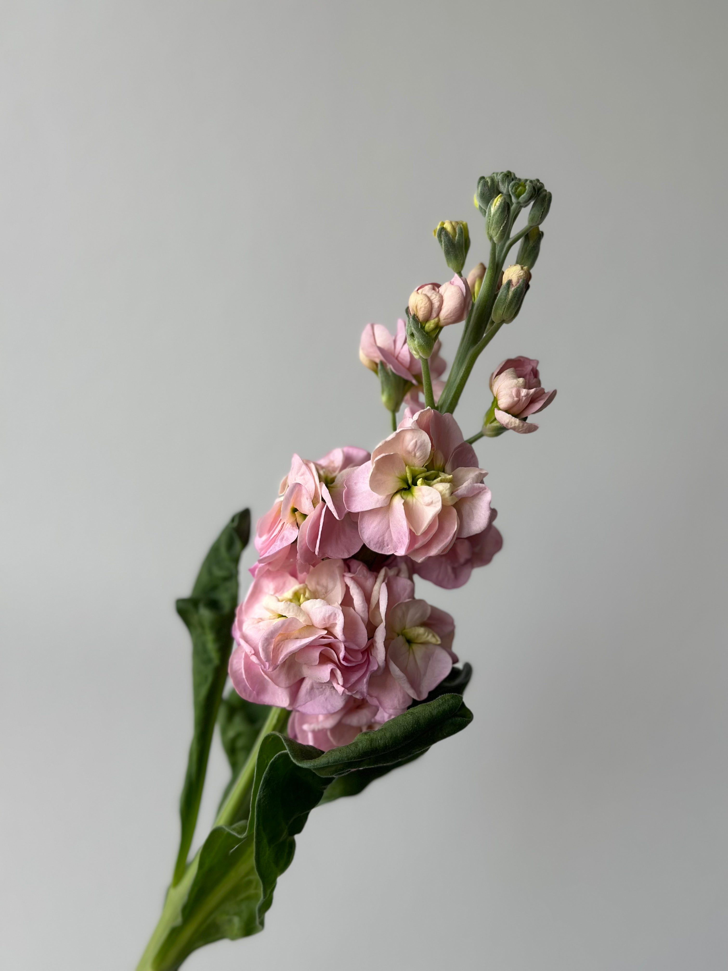 Matthiola StoX Champagne