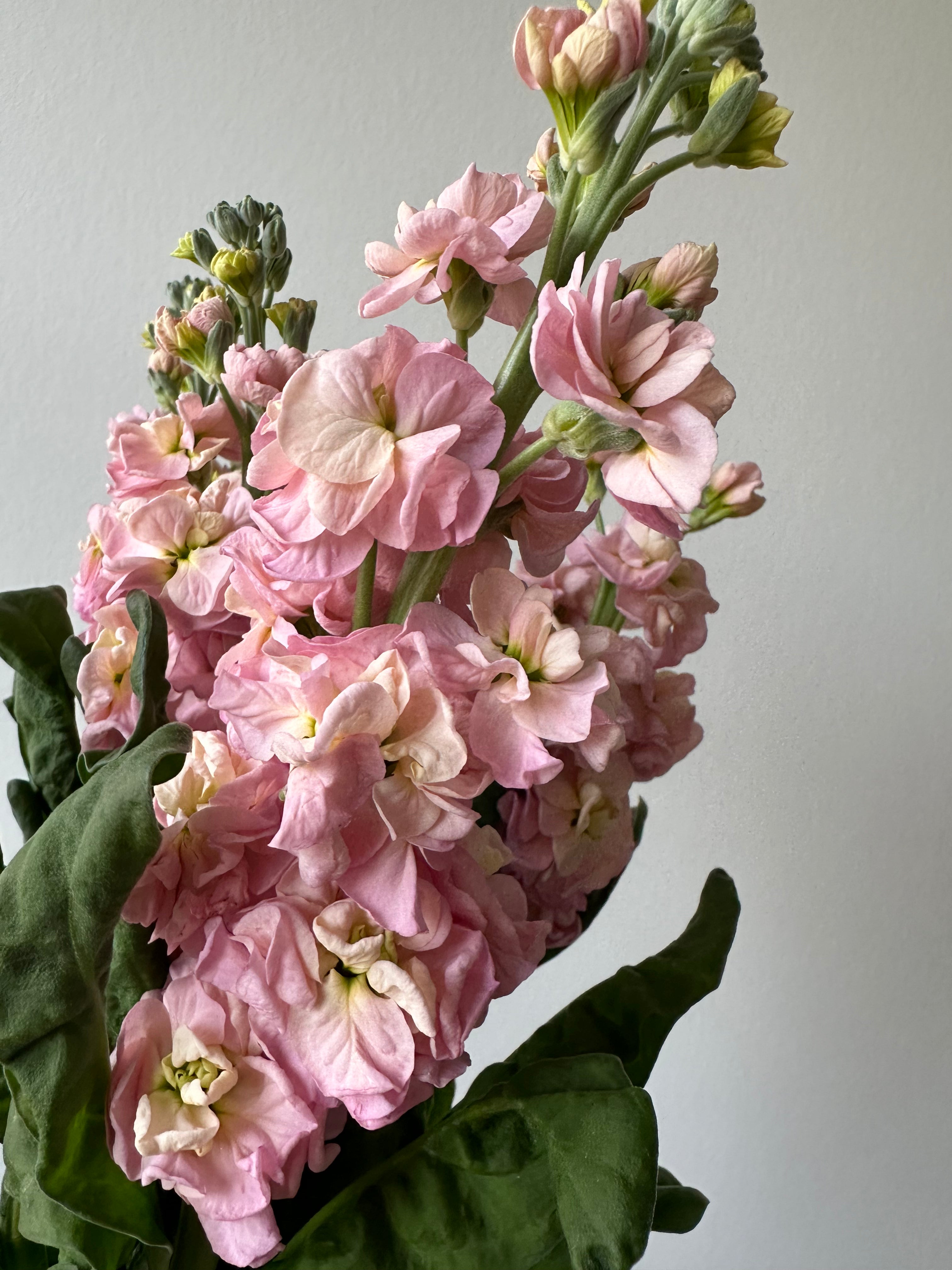 Matthiola StoX Champagne