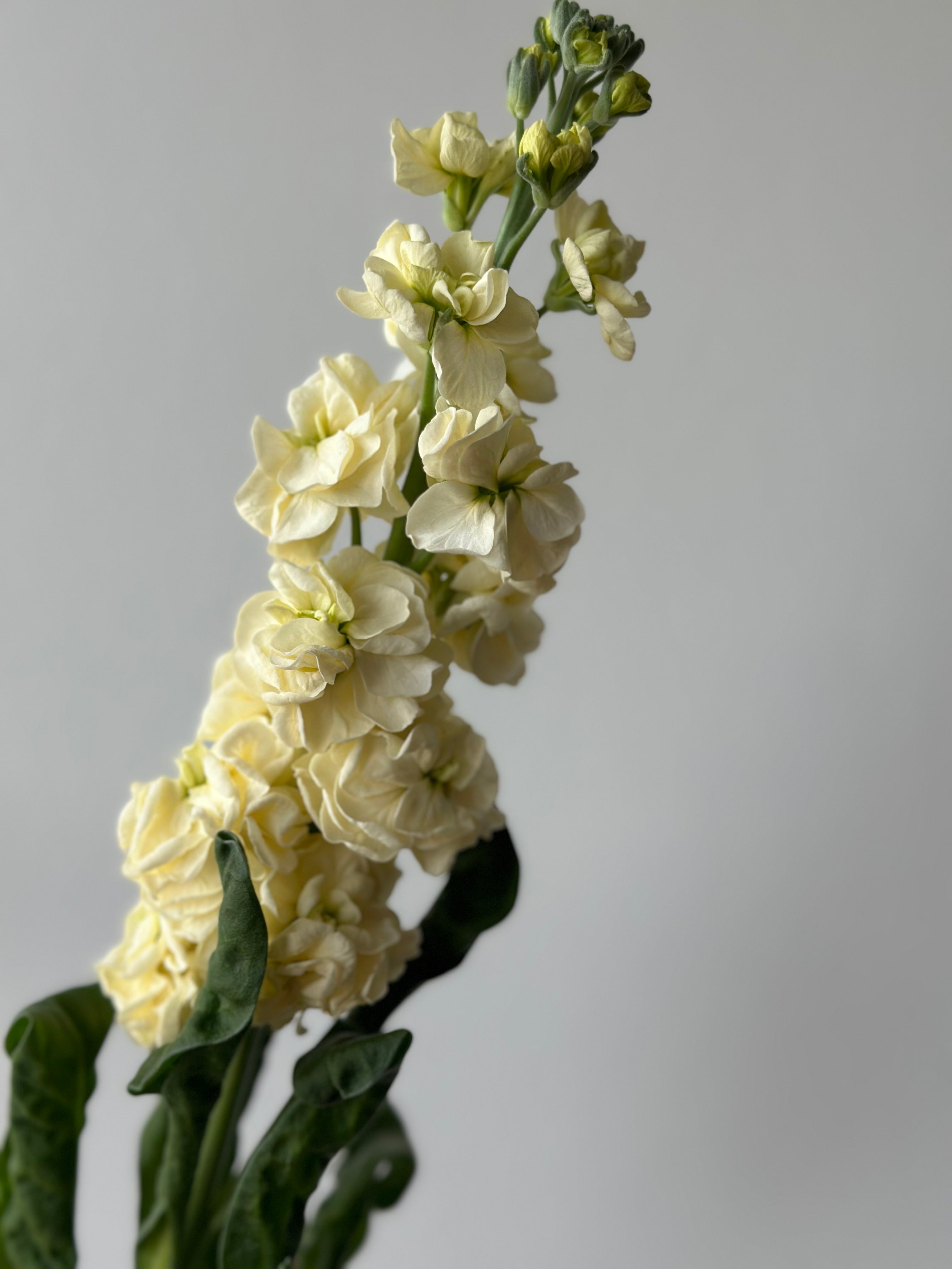 Matthiola StoX Yellow