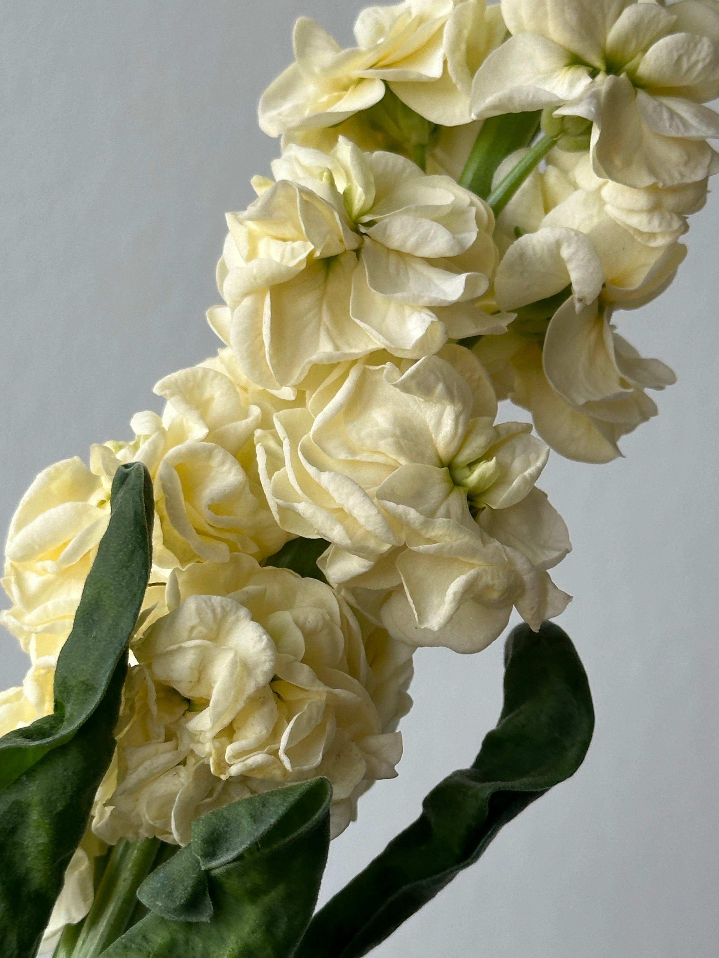 Matthiola StoX Yellow