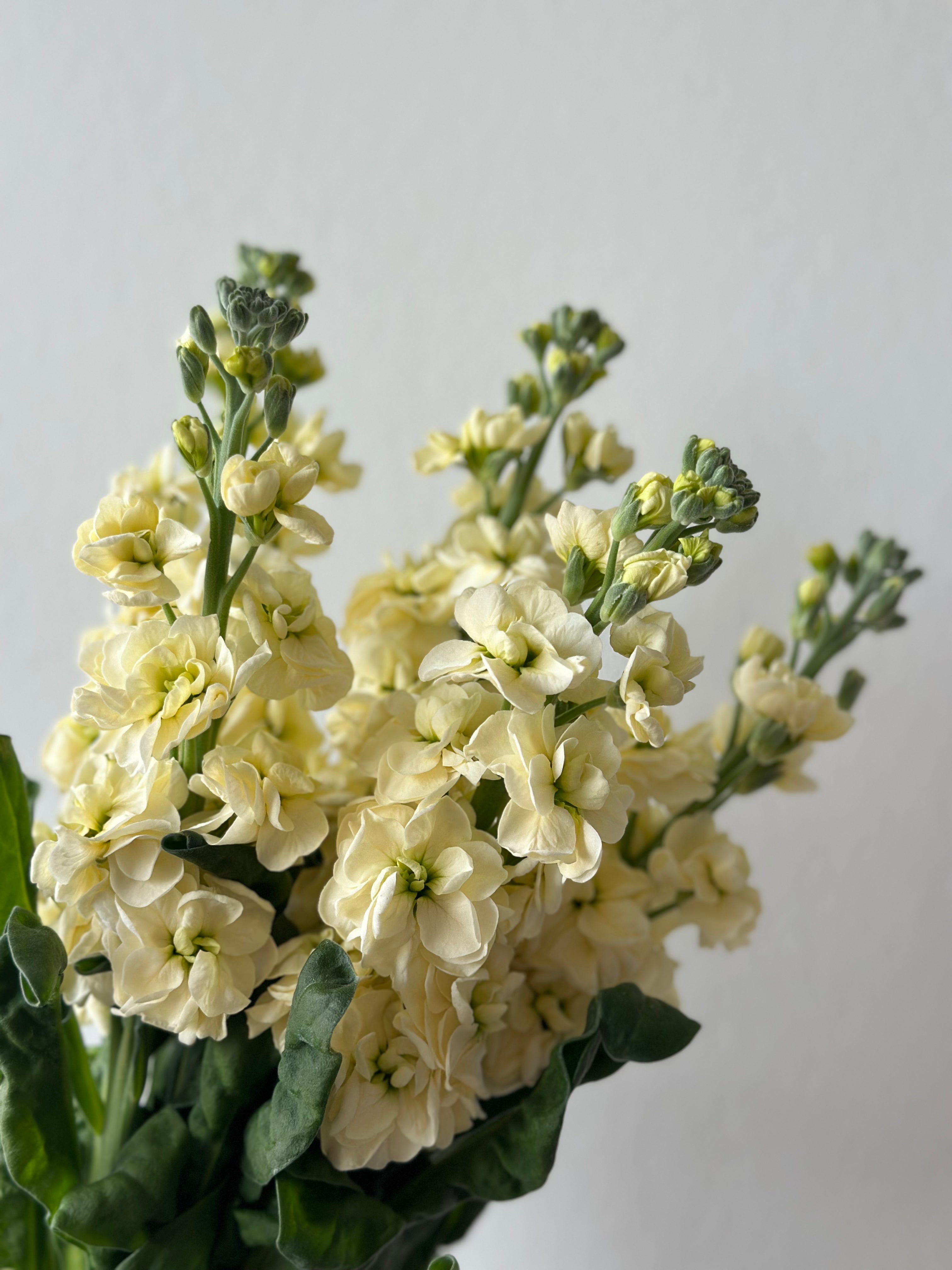 Matthiola StoX Yellow