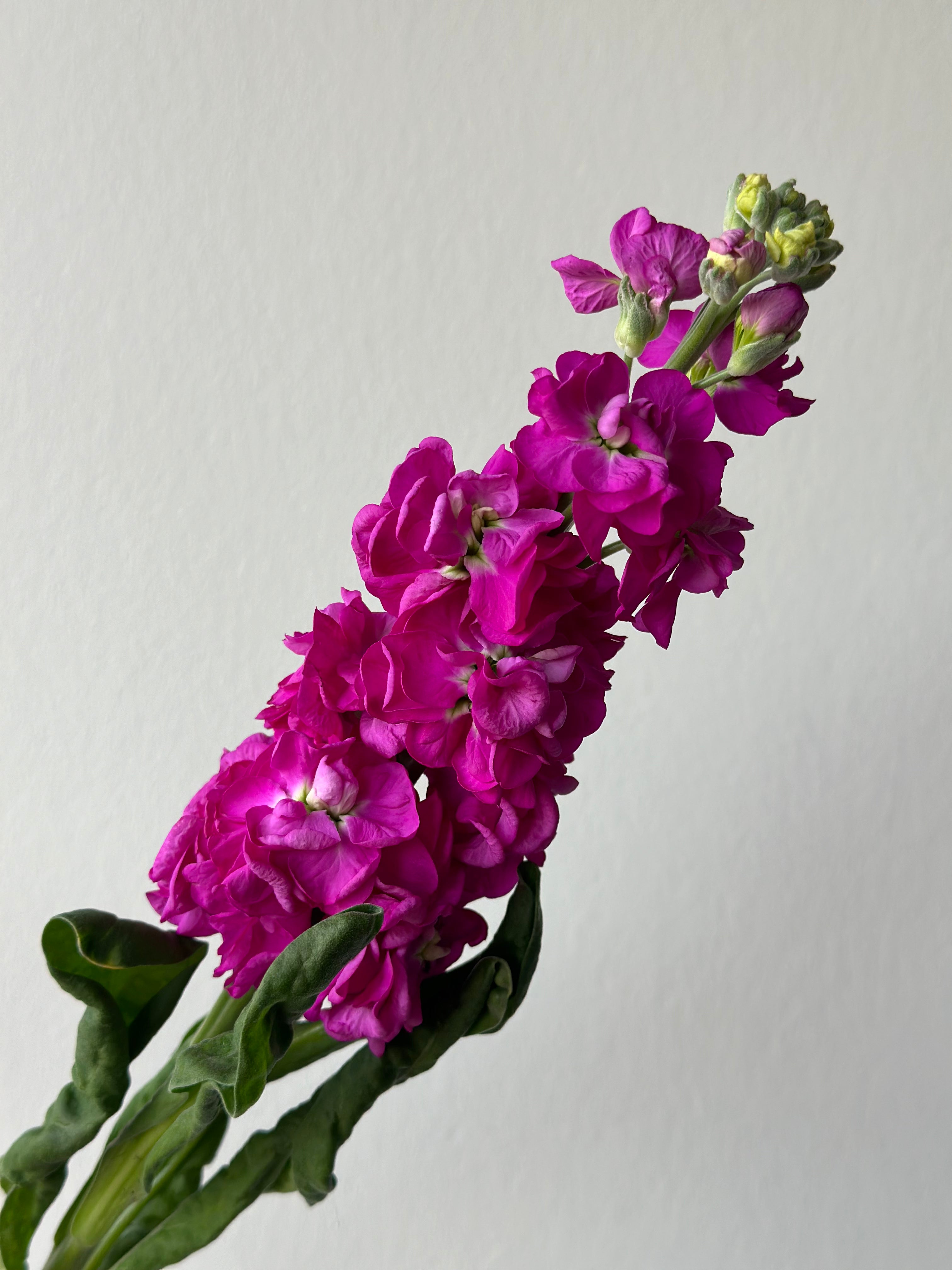 Matthiola StoX Deep Rose