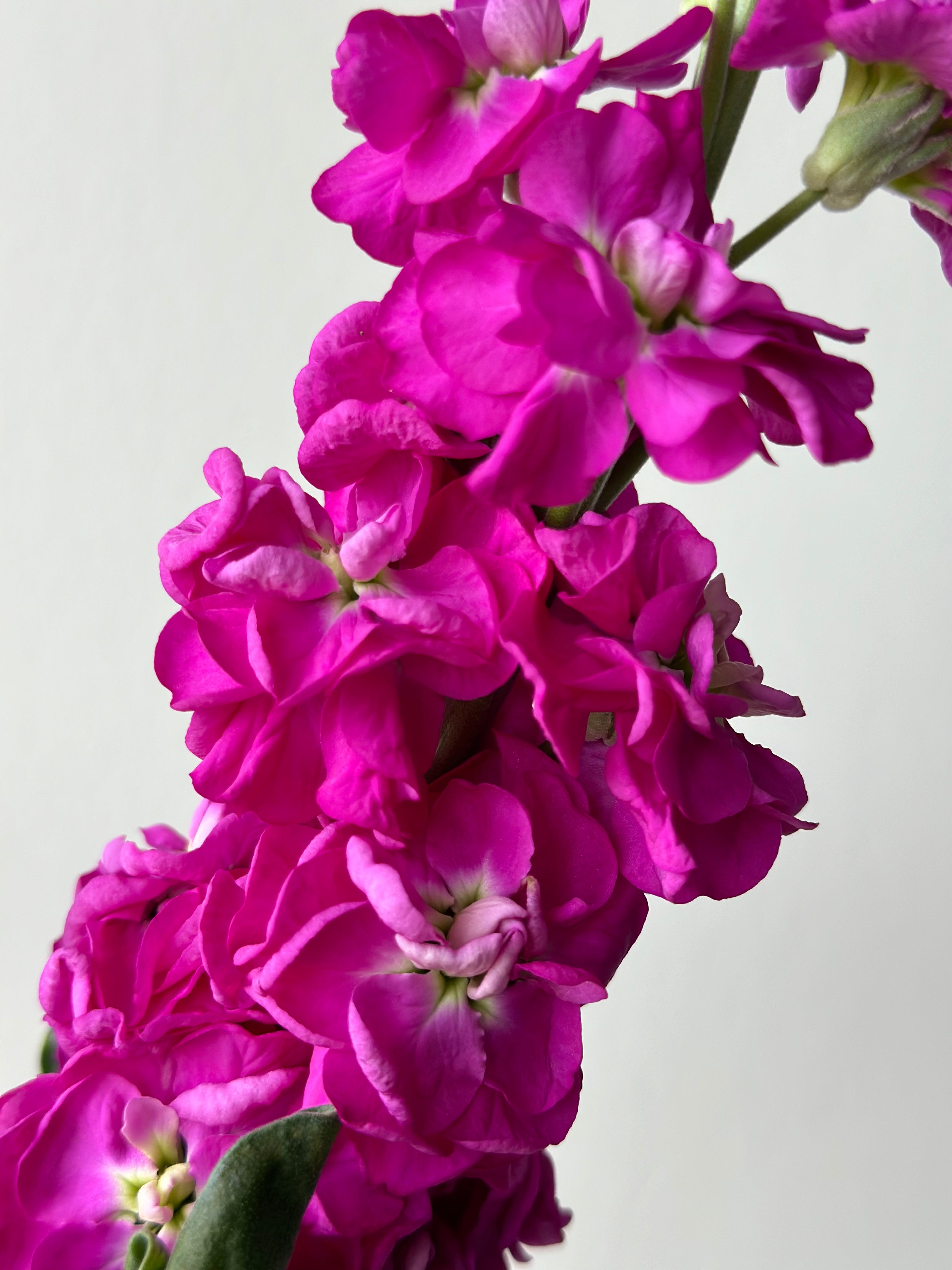 Matthiola StoX Deep Rose