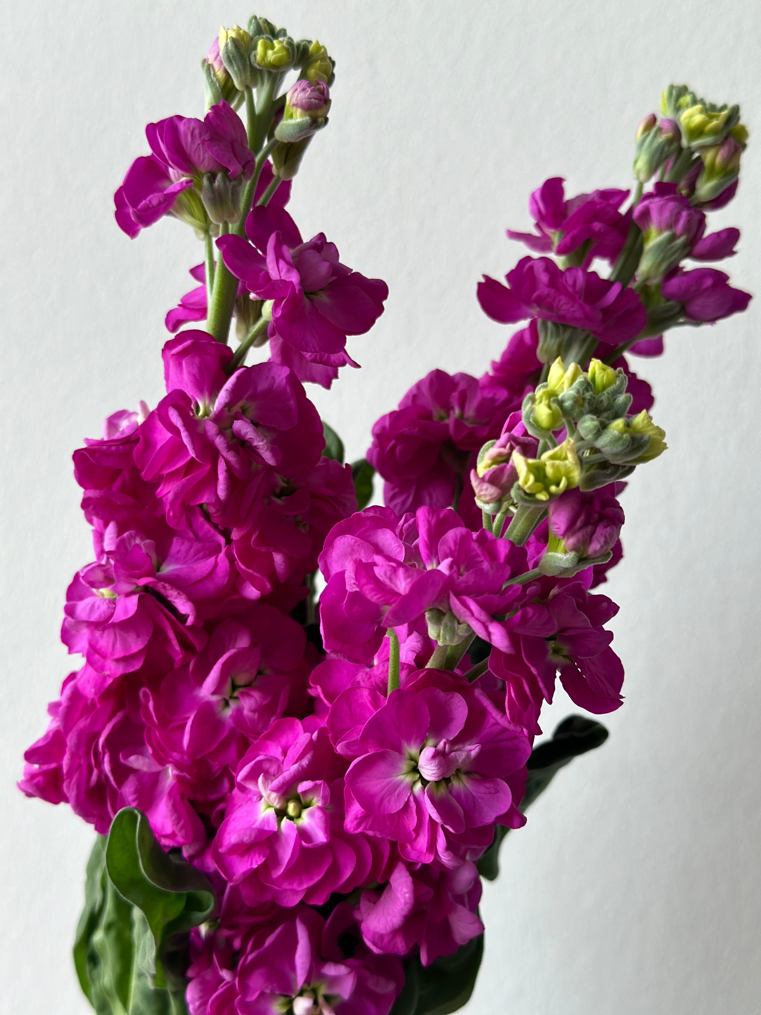 Matthiola StoX Deep Rose