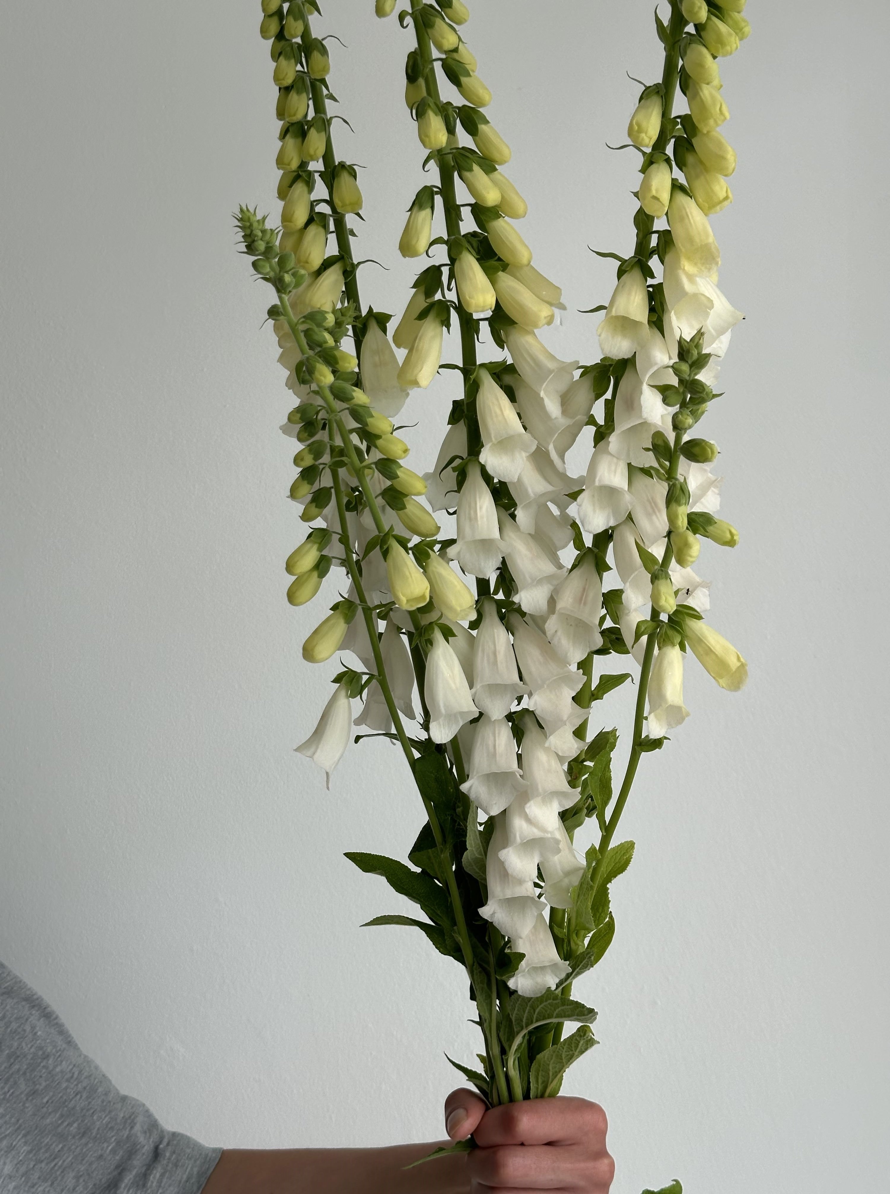 Digitalis Purpurea Alba