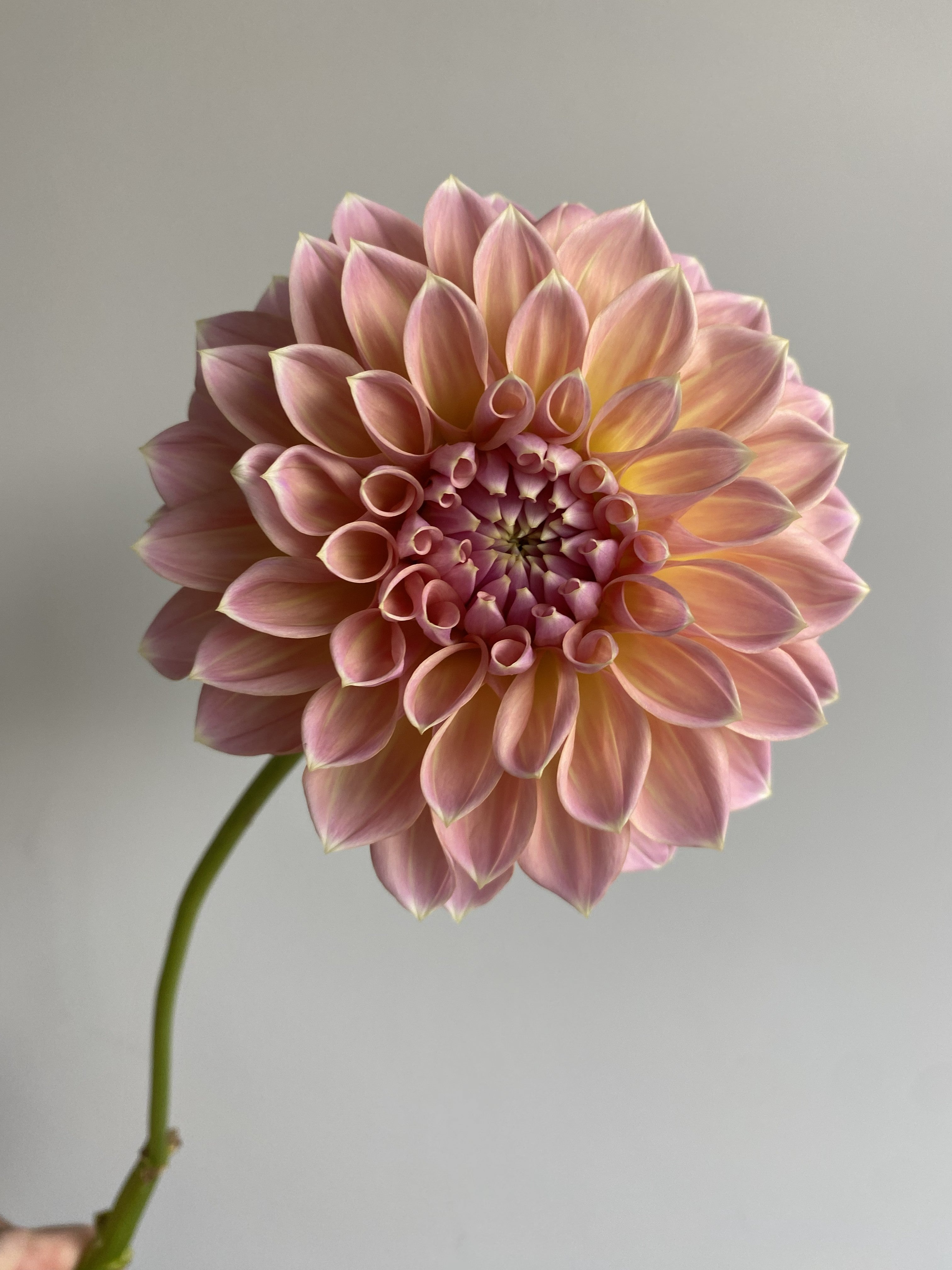 Dahlia Castle Drive