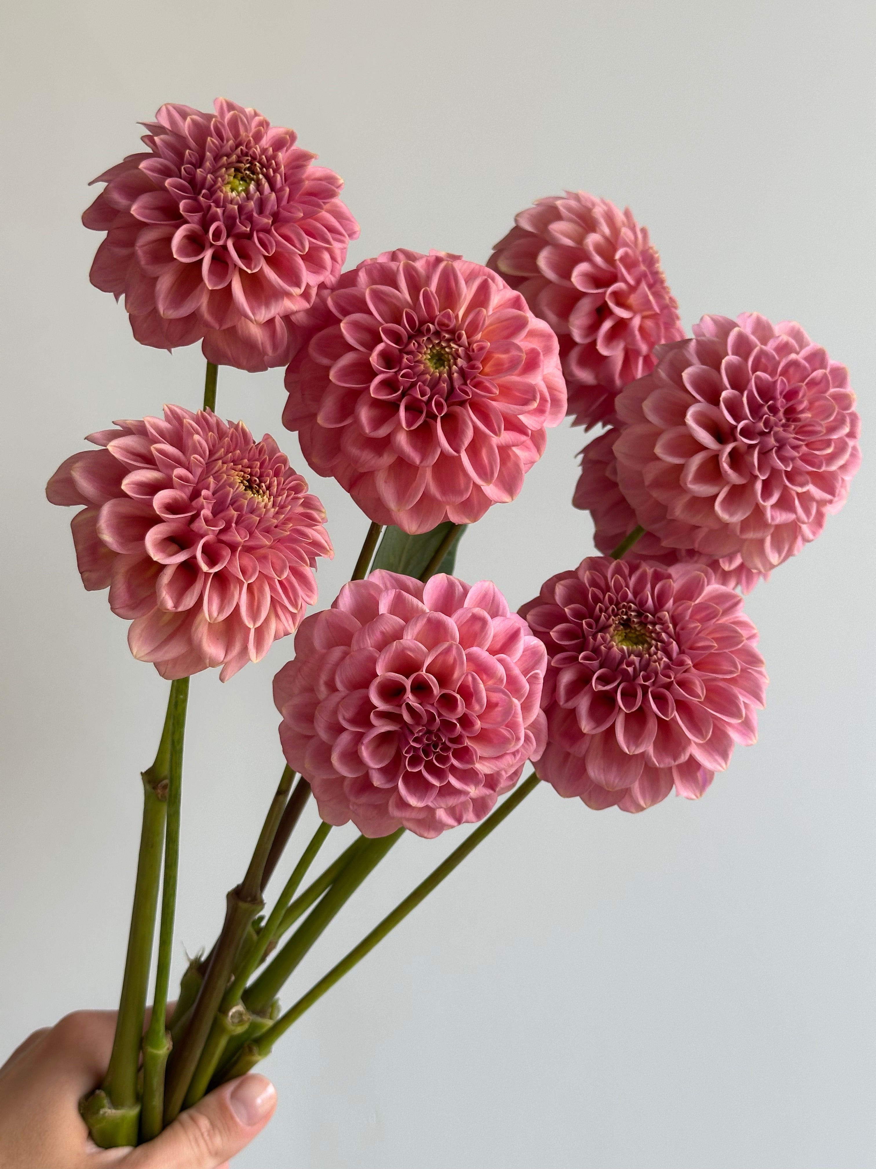 Dahlia Rock Run Ashley