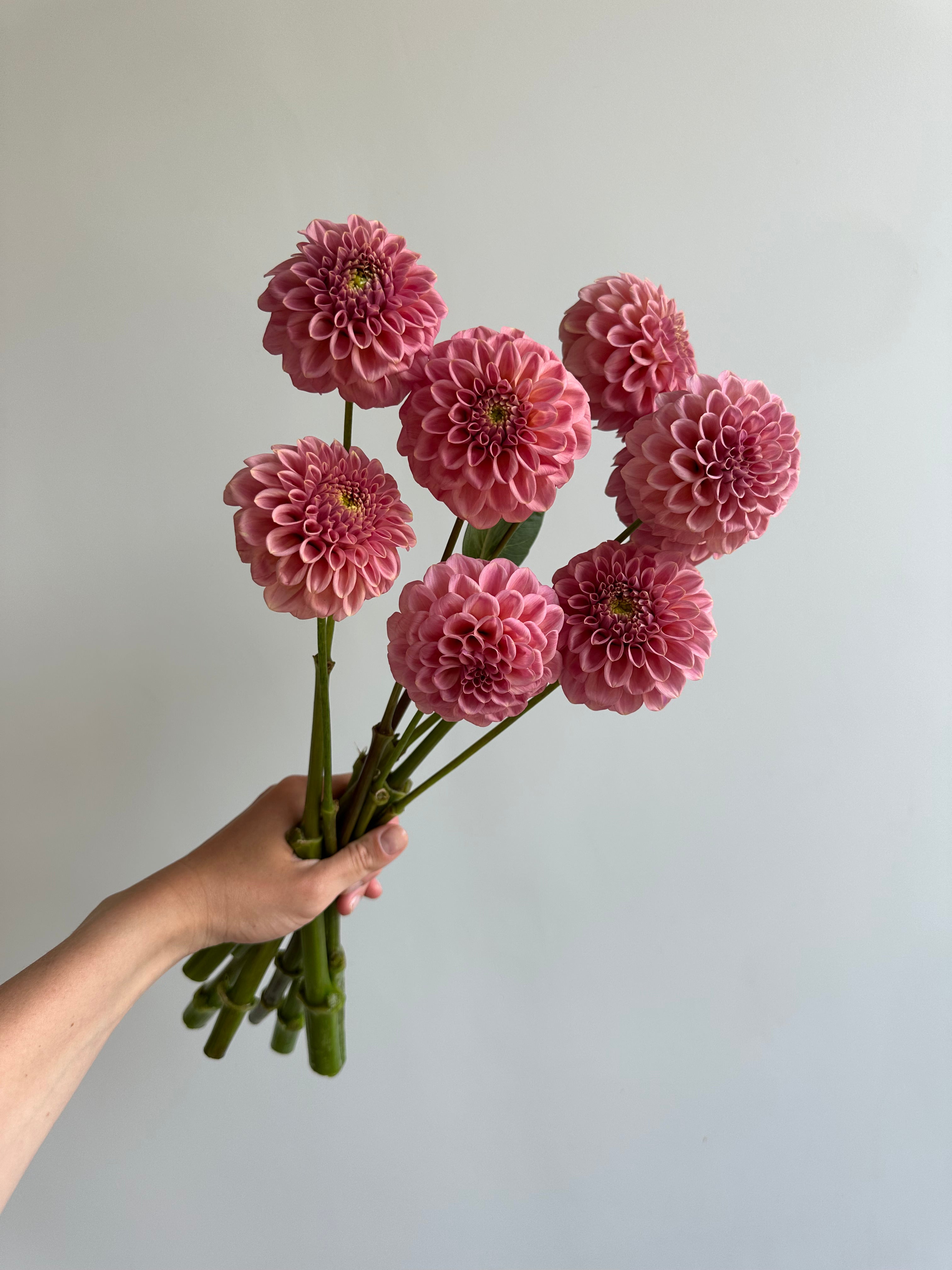 Dahlia Rock Run Ashley