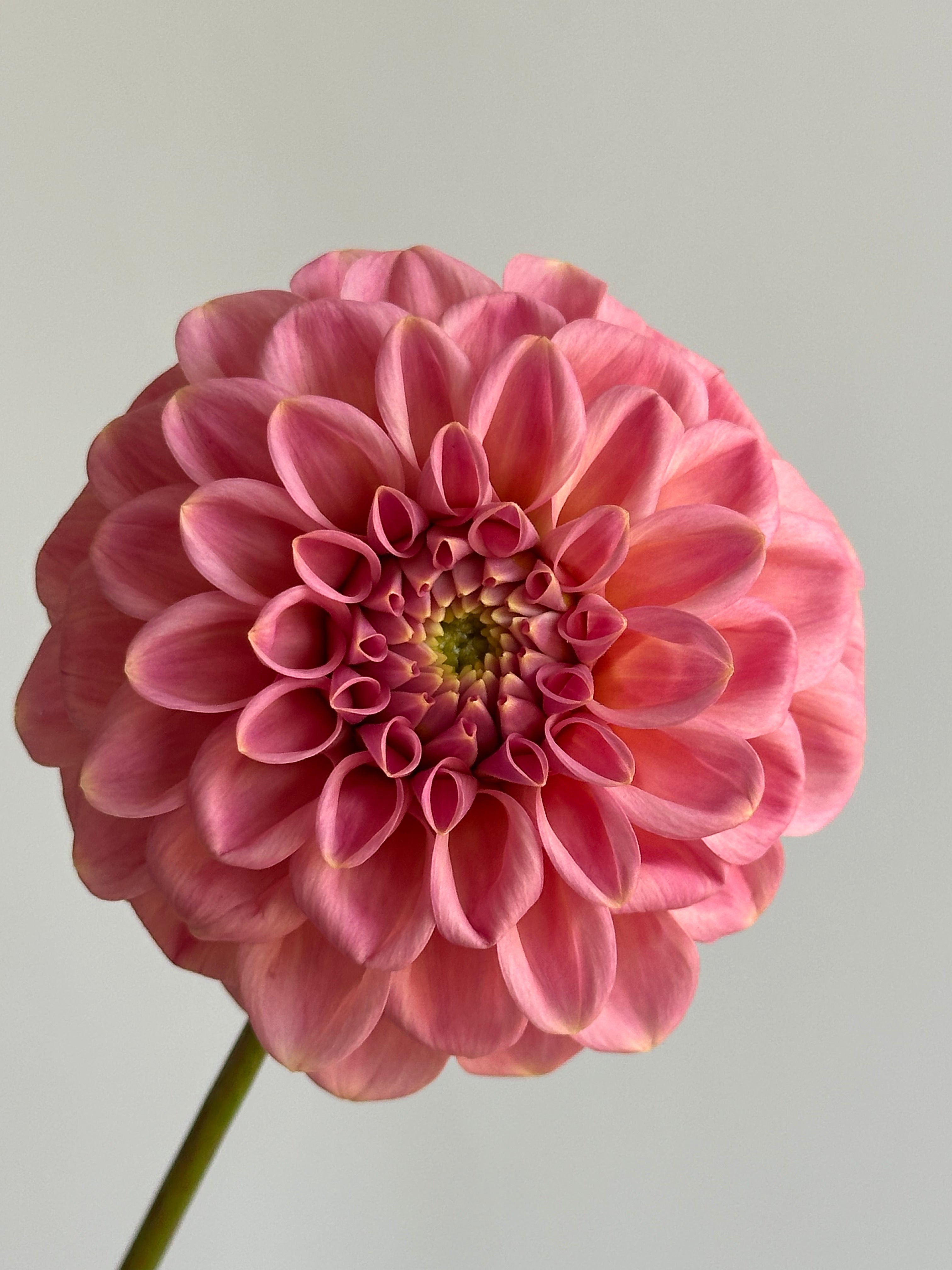 Dahlia Rock Run Ashley