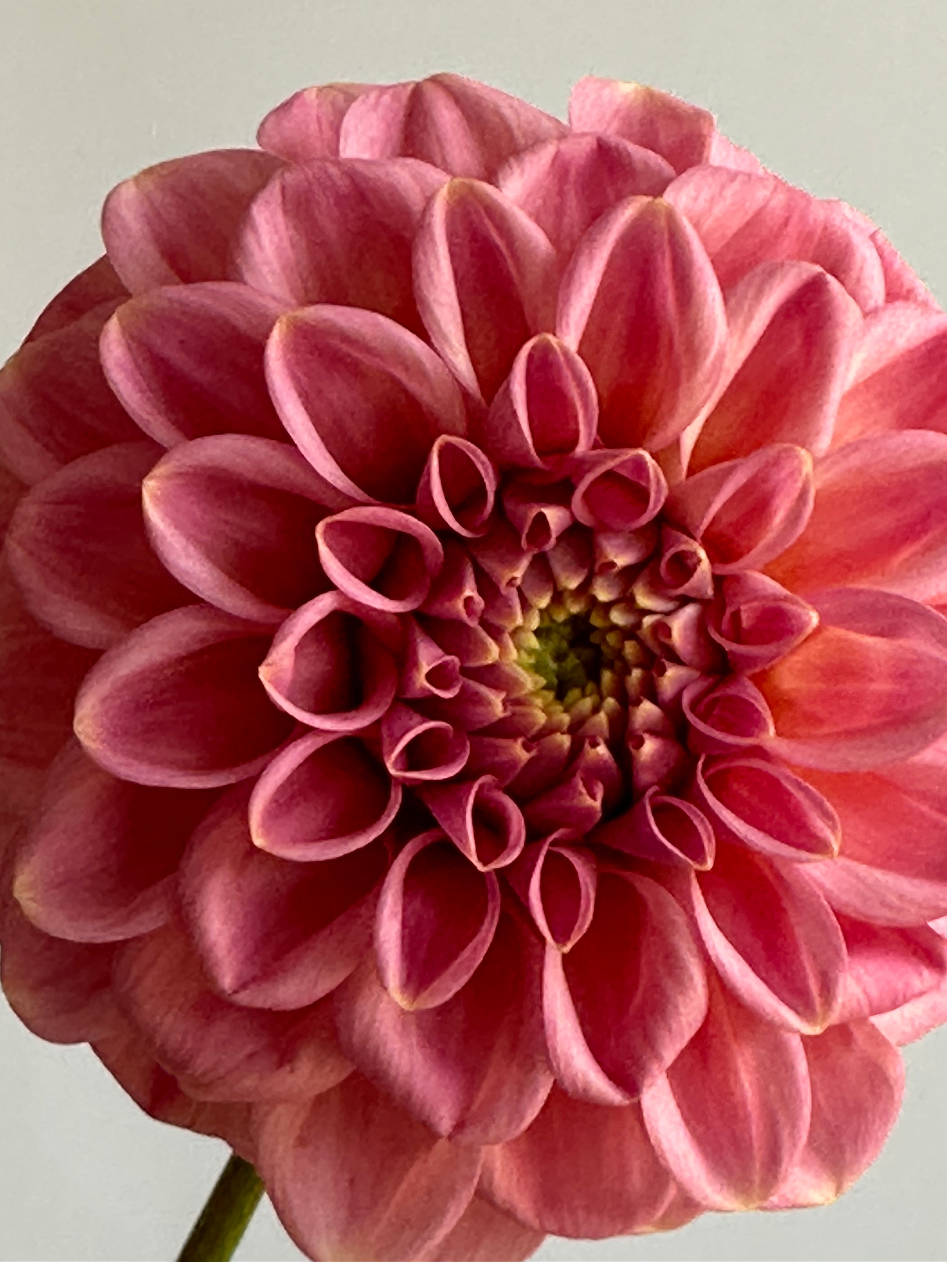 Dahlia Rock Run Ashley