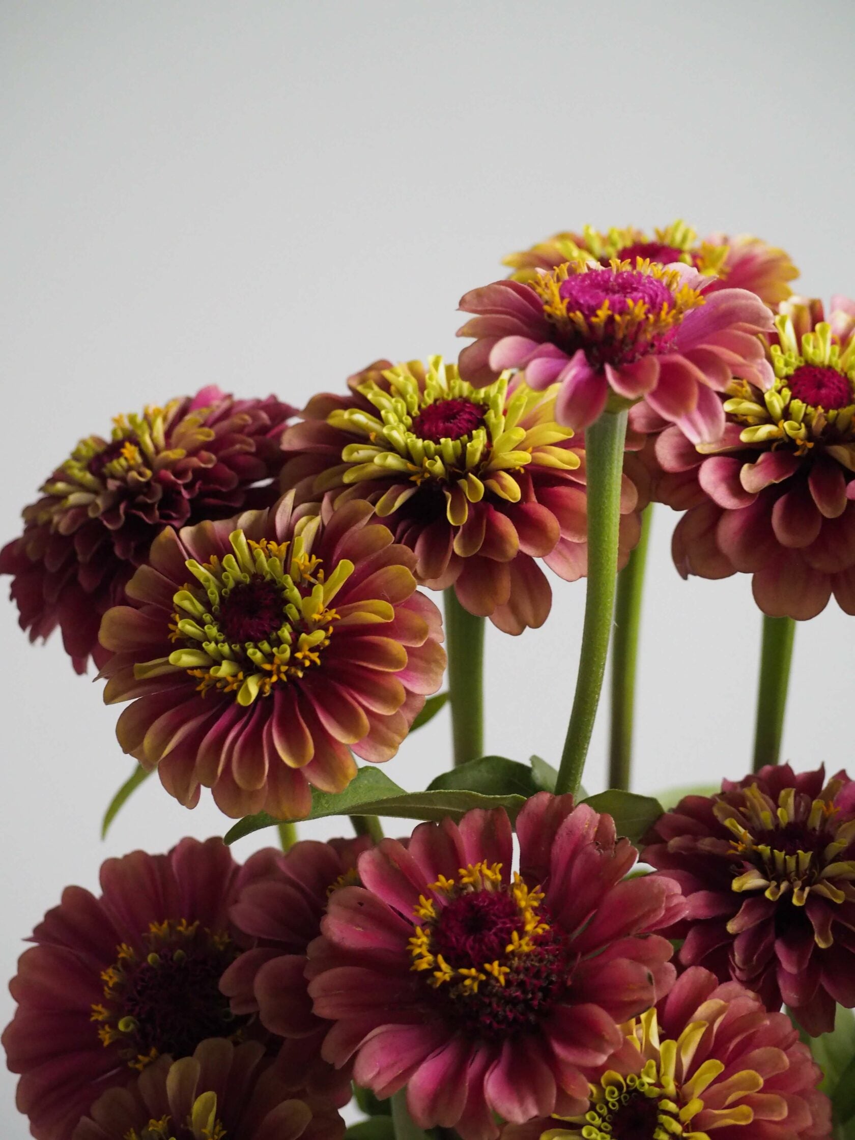 Zinnia Queen Red Lime