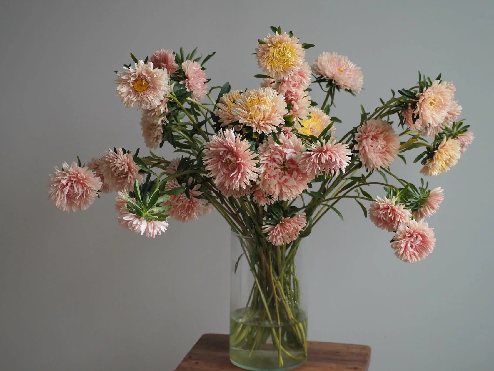 Aster King Size Apricot