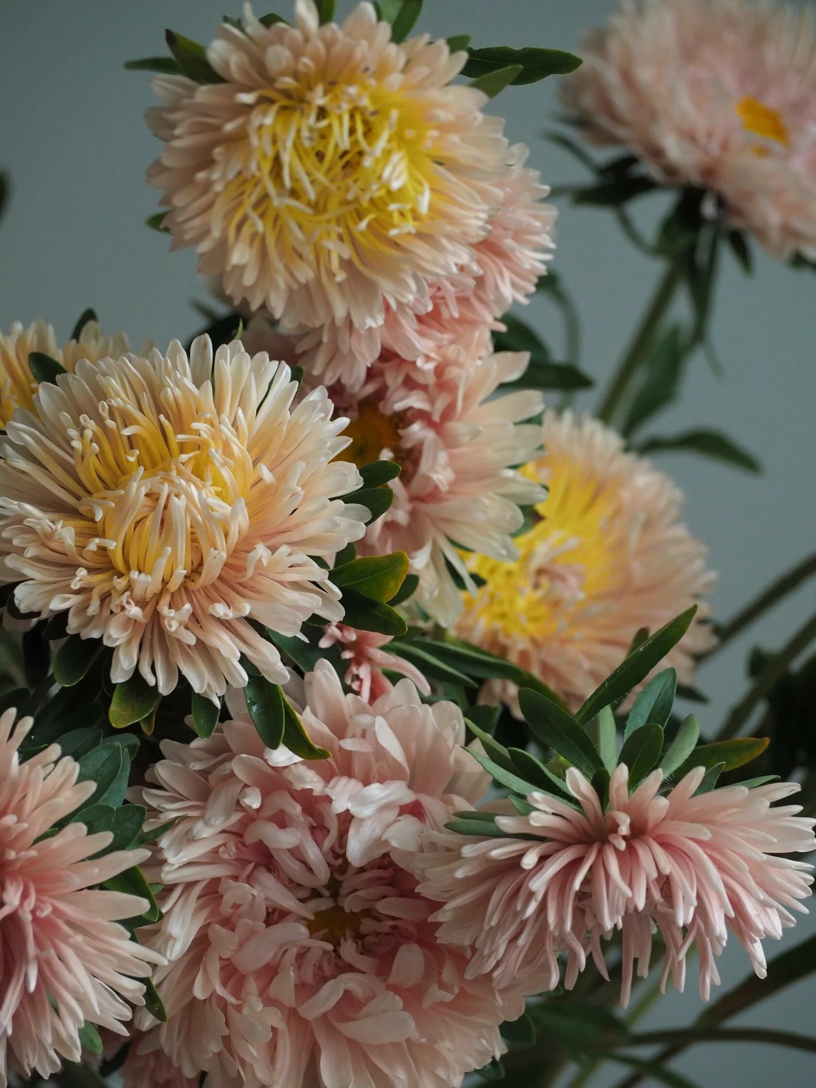 Aster - King Size Apricot – Snuck Farm