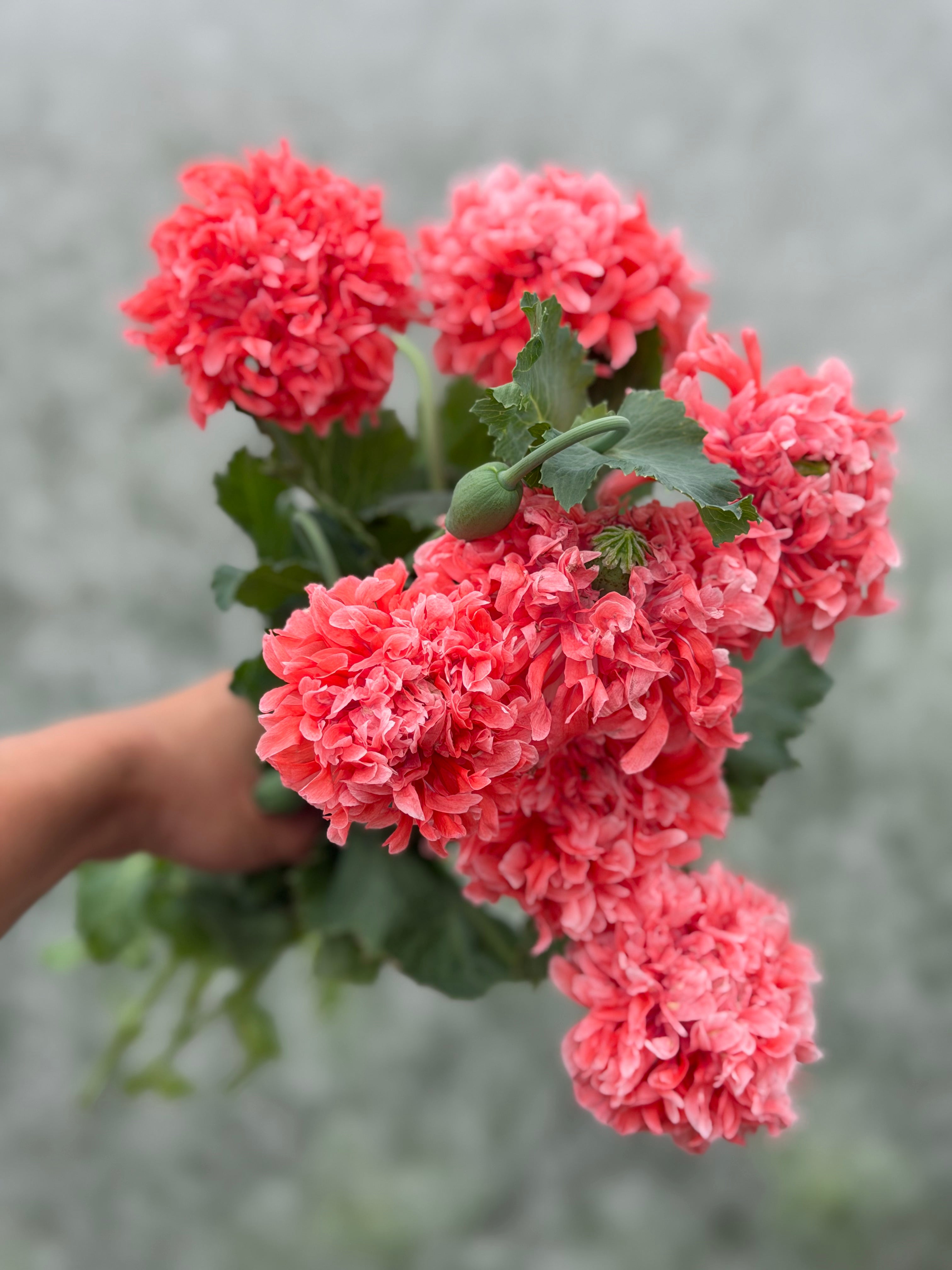 Papaver somniferum Salmon Peony
