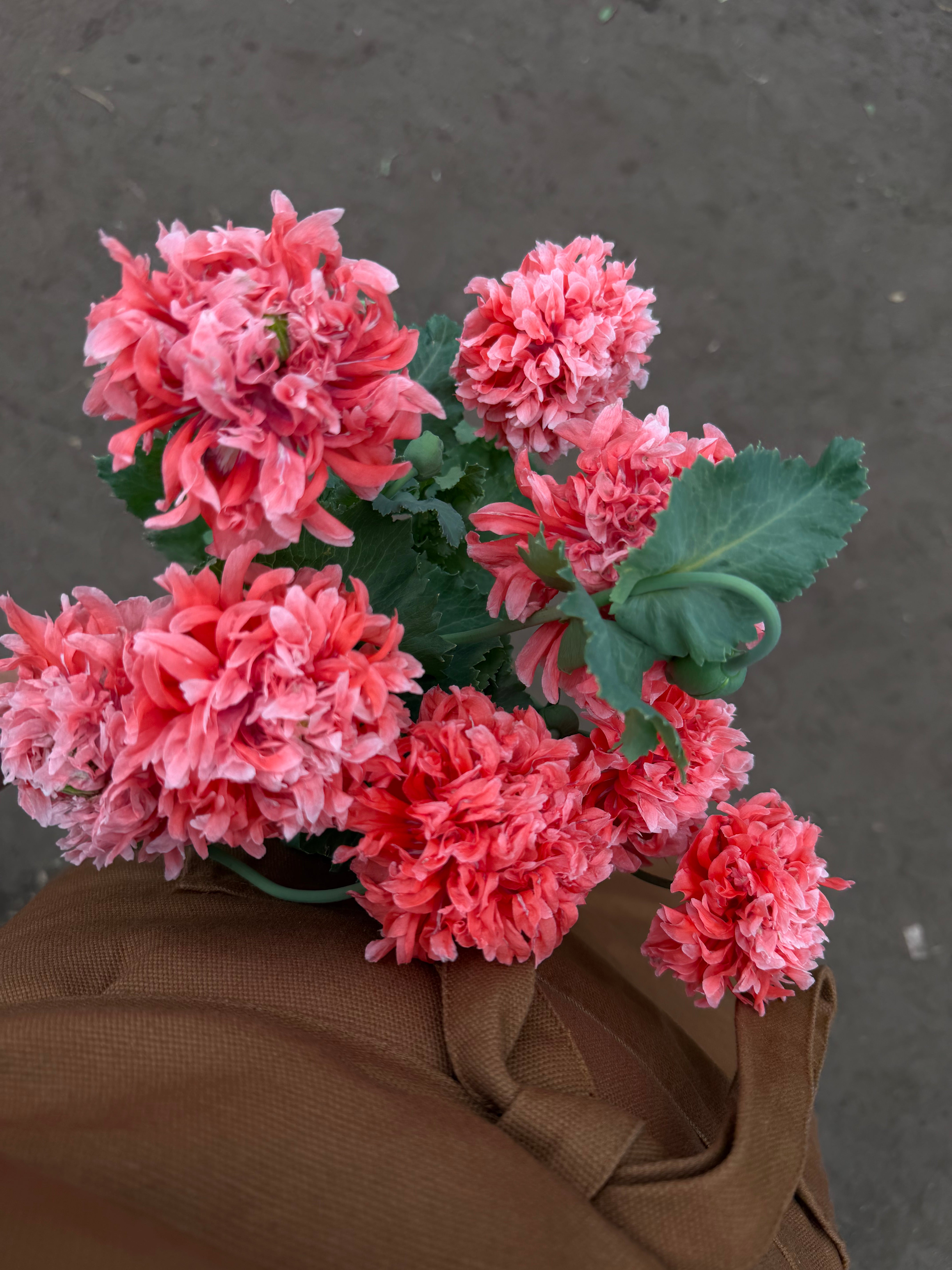 Papaver somniferum Salmon Peony