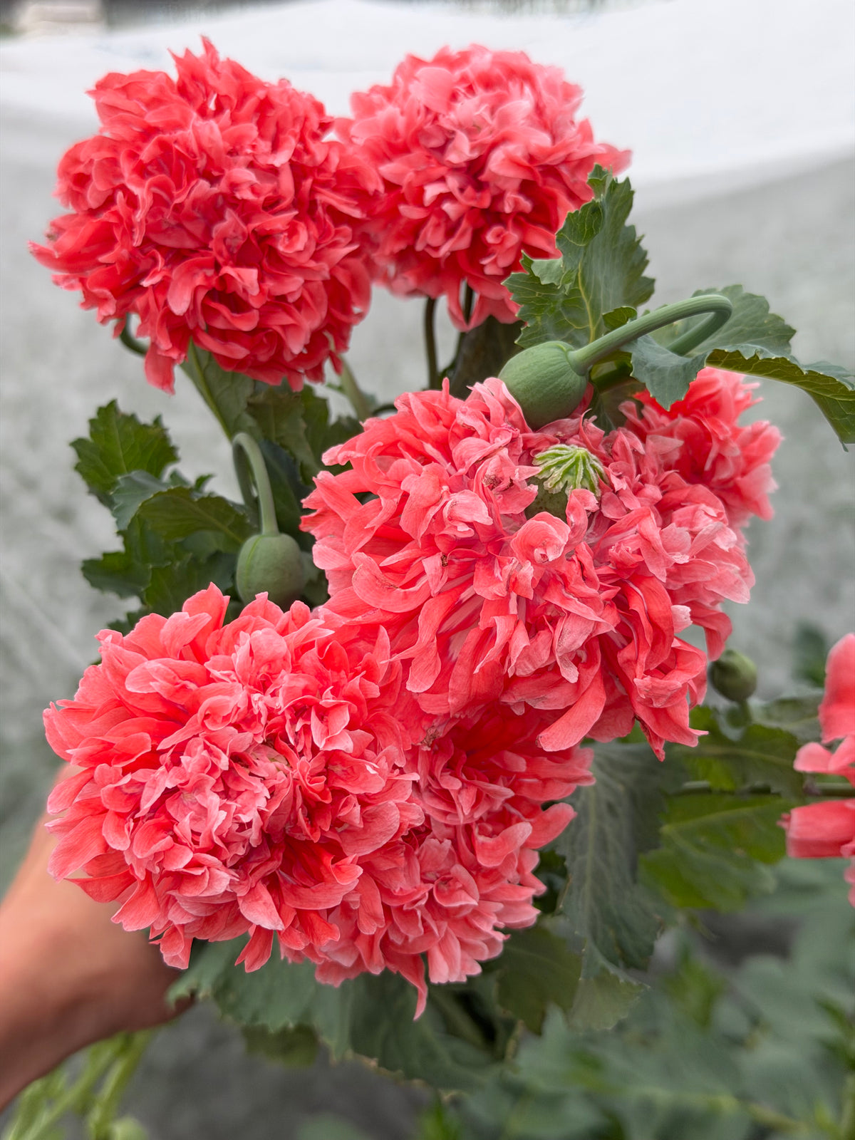 Papaver somniferum Salmon Peony