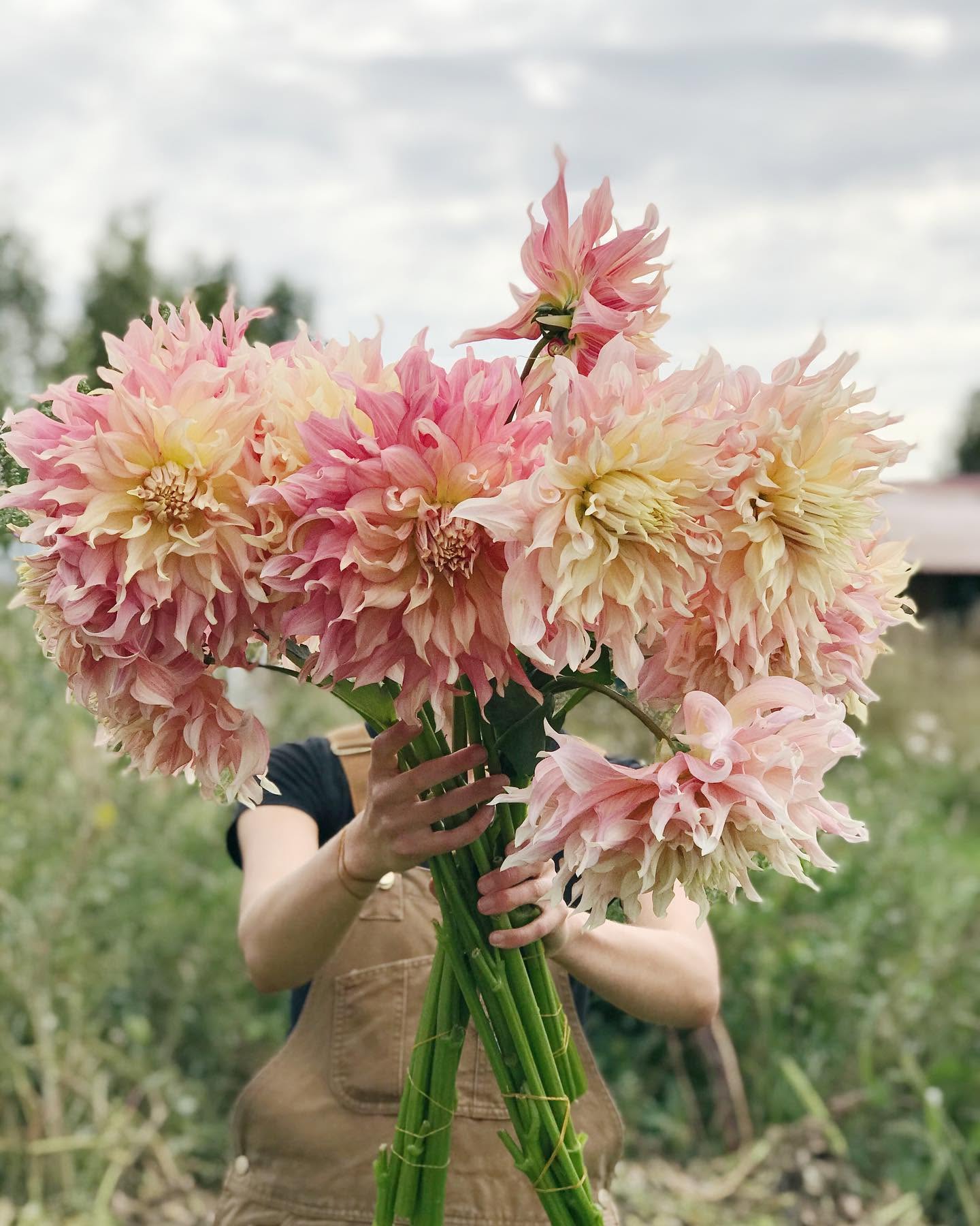 Dahlia Penhill Watermelon- FluffyFlower