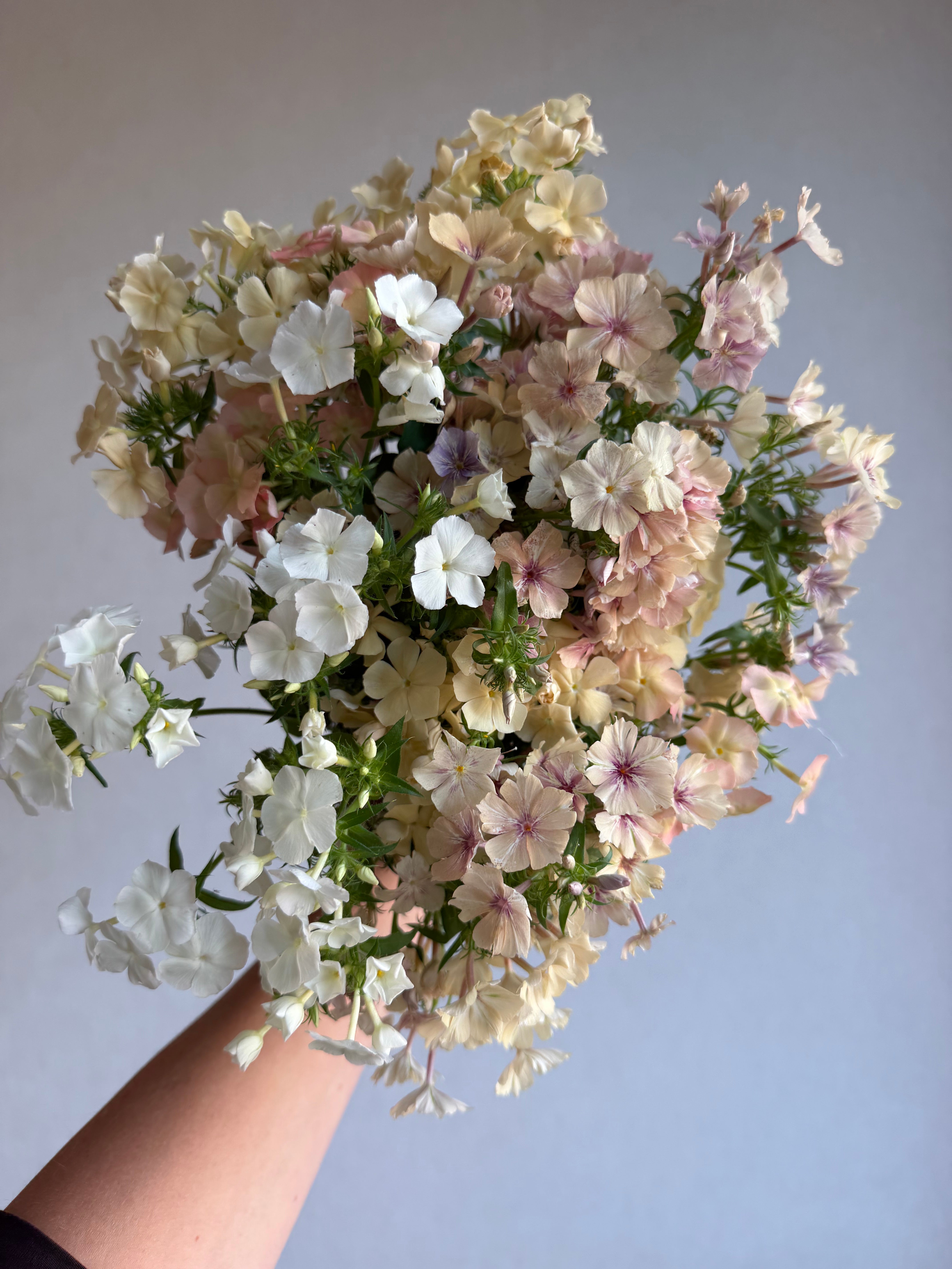 Phlox Creme Brulee-FluffyFlower