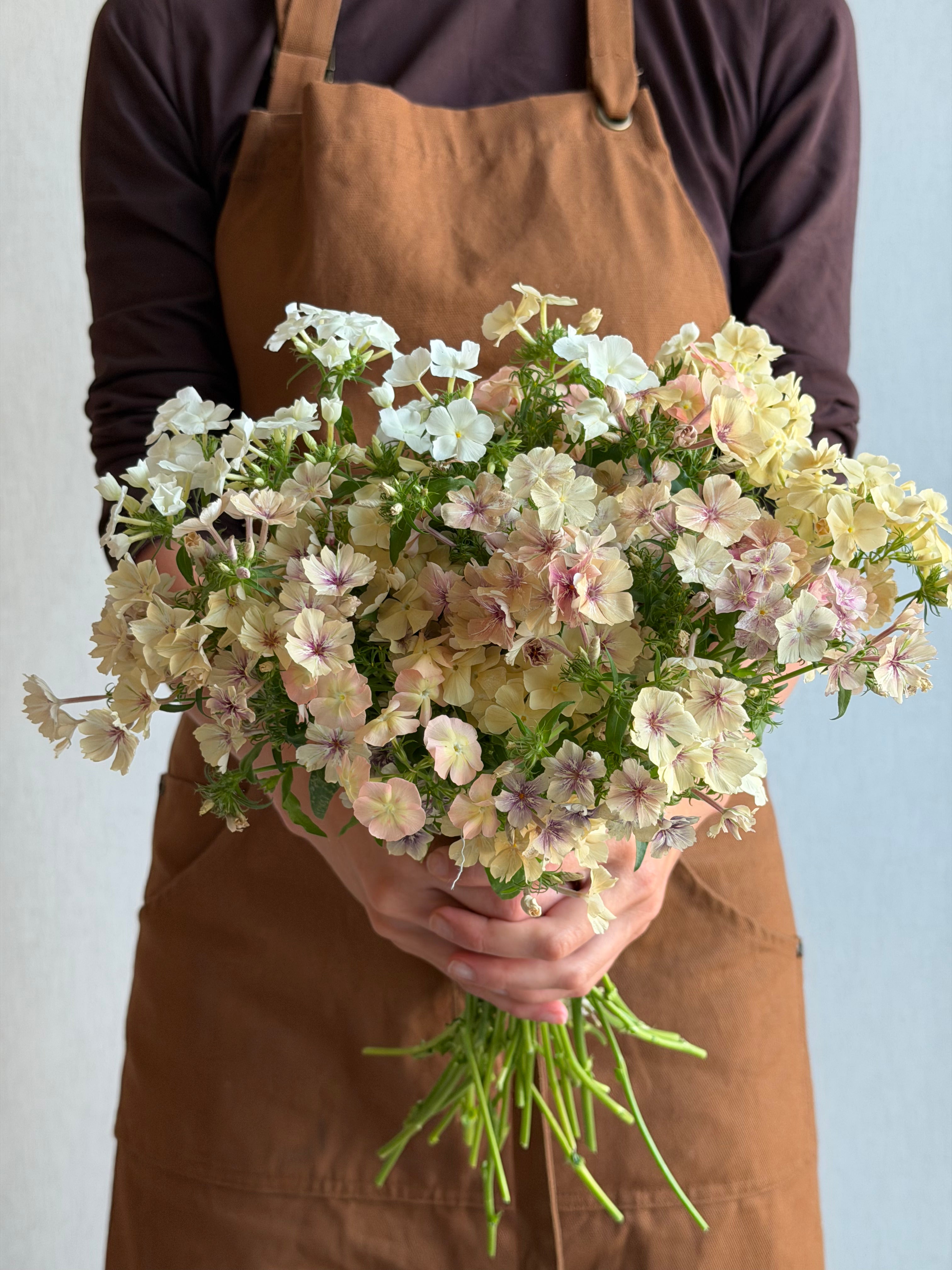 Phlox Creme Brulee-FluffyFlower