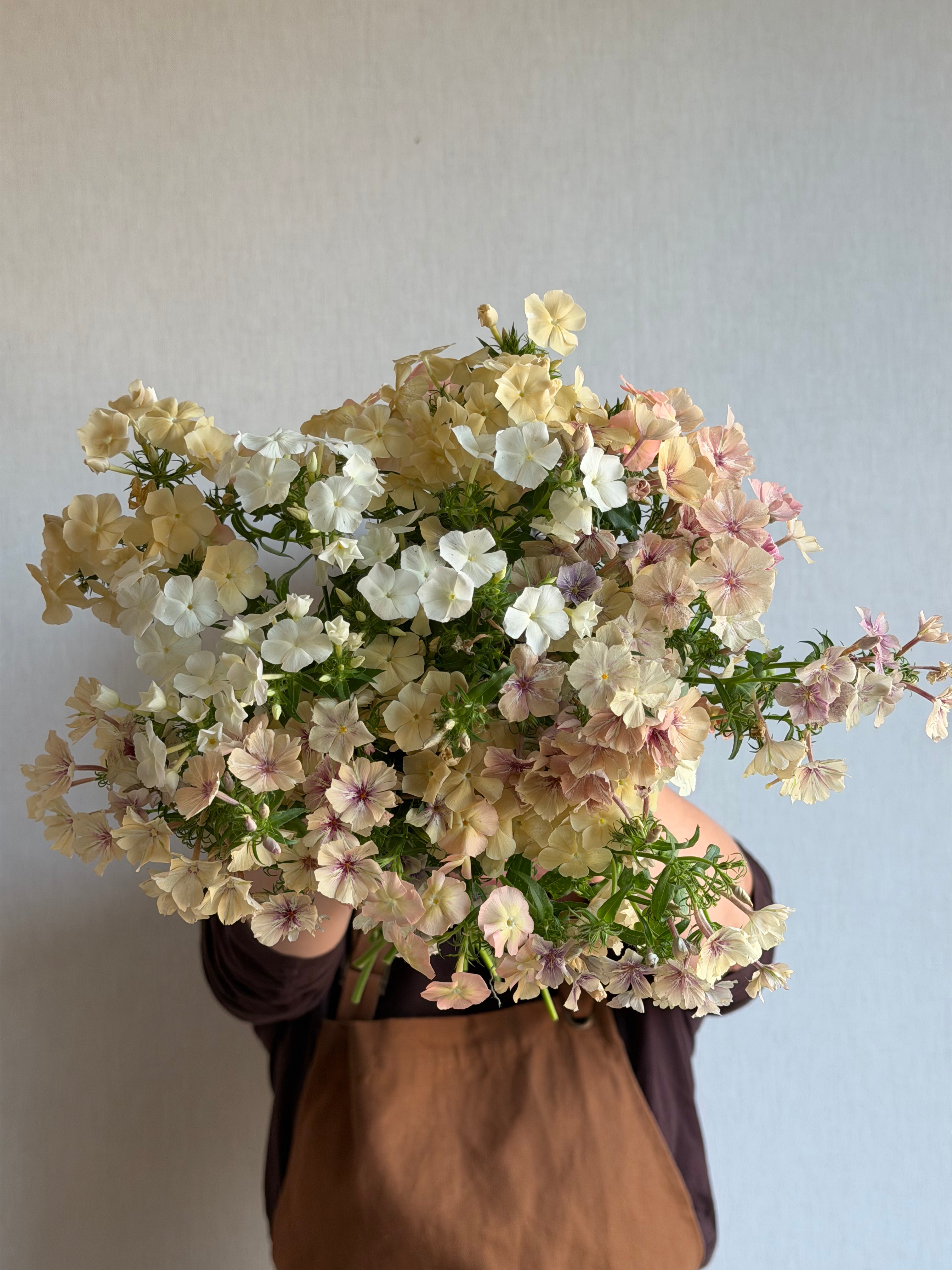 Phlox Creme Brulee-FluffyFlower