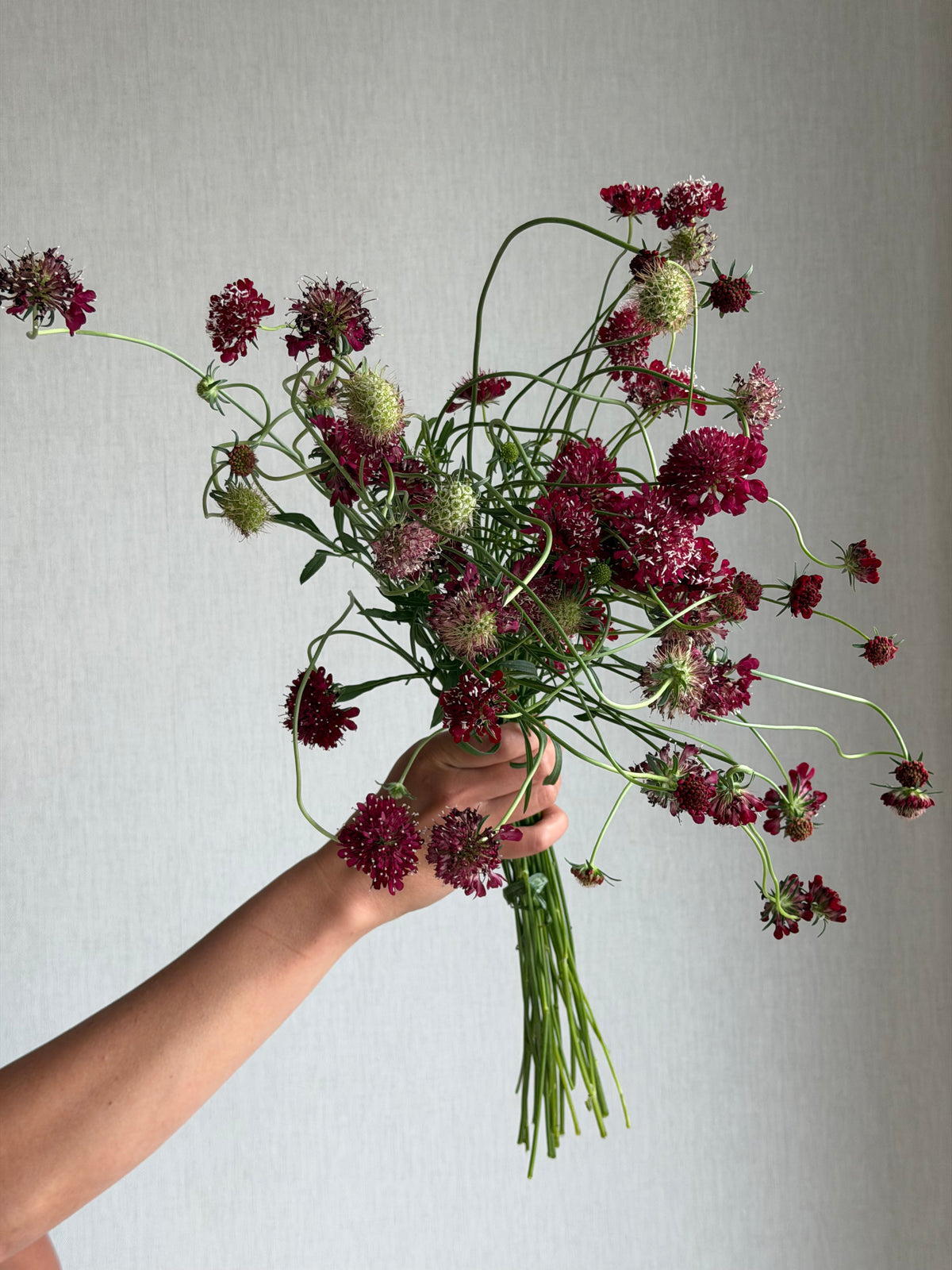 Scabiosa Fire King - FluffyFlower