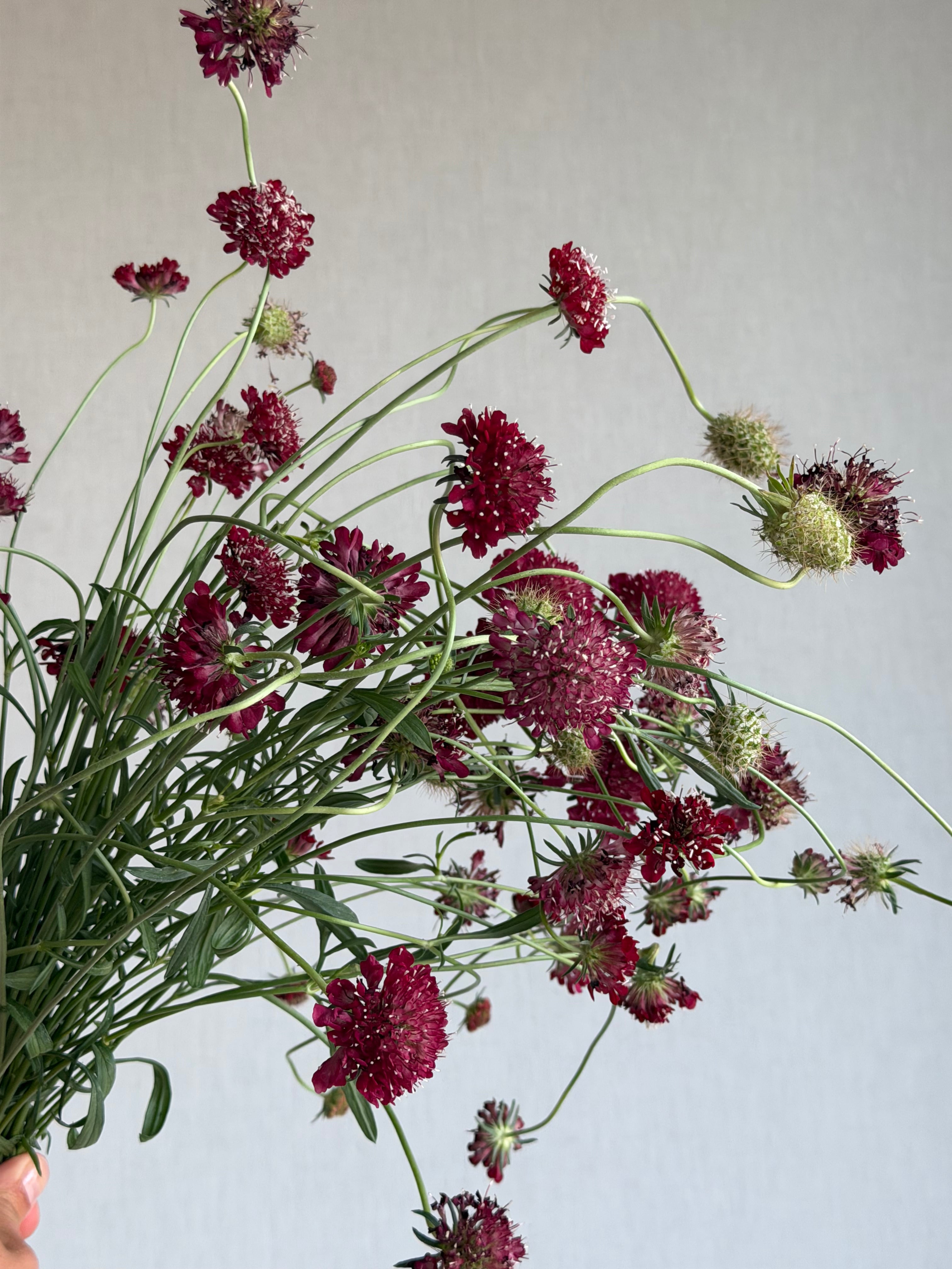 Scabiosa Fire King - FluffyFlower