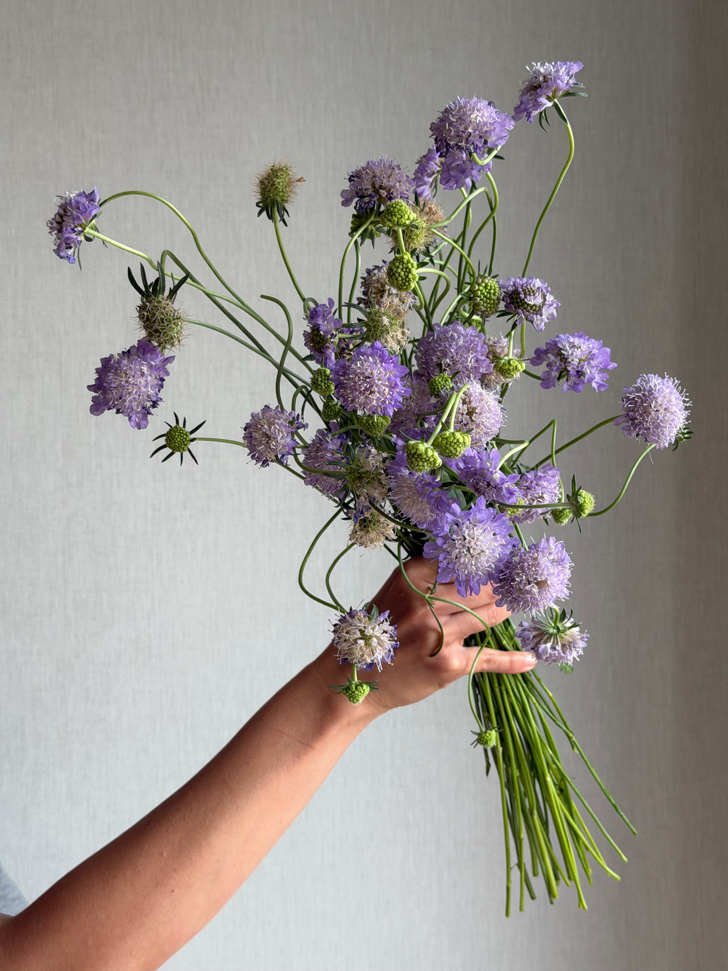 Scabiosa Oxford Blue - FluffyFlower